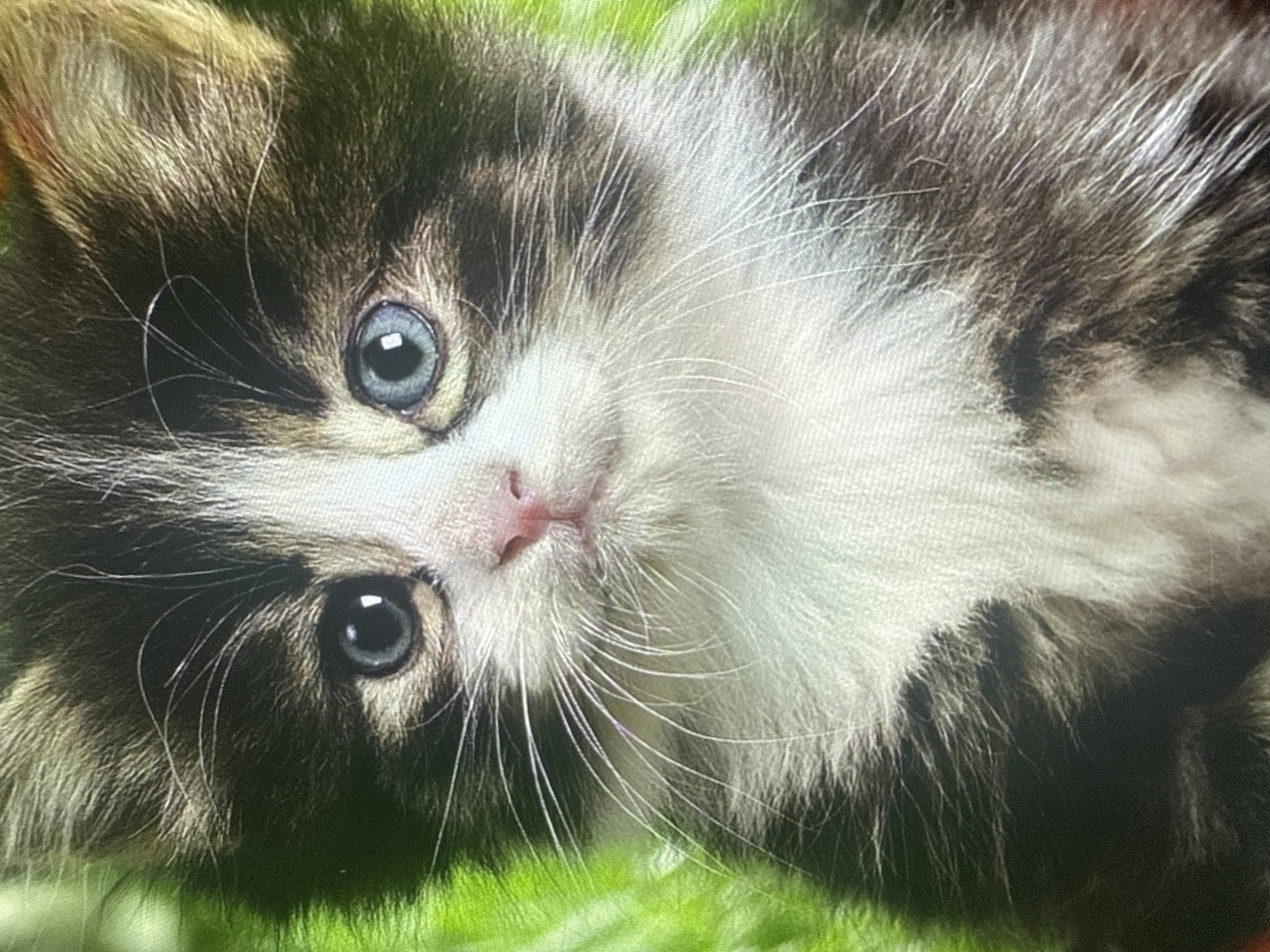 A close-up photograph captures the face of a young kitten. The kitten has dark brown and white fur. Its eyes are large, with one appearing darker blue and the other a lighter blue. A small pink nose is visible in the center of its face, and long white whiskers extend outwards. The background is a blur of green, suggesting an outdoor environment. There is no discernible indication of the city of Dykivka, Ukraine, within the image. The image focuses solely on the kitten's facial features and immediate surroundings.