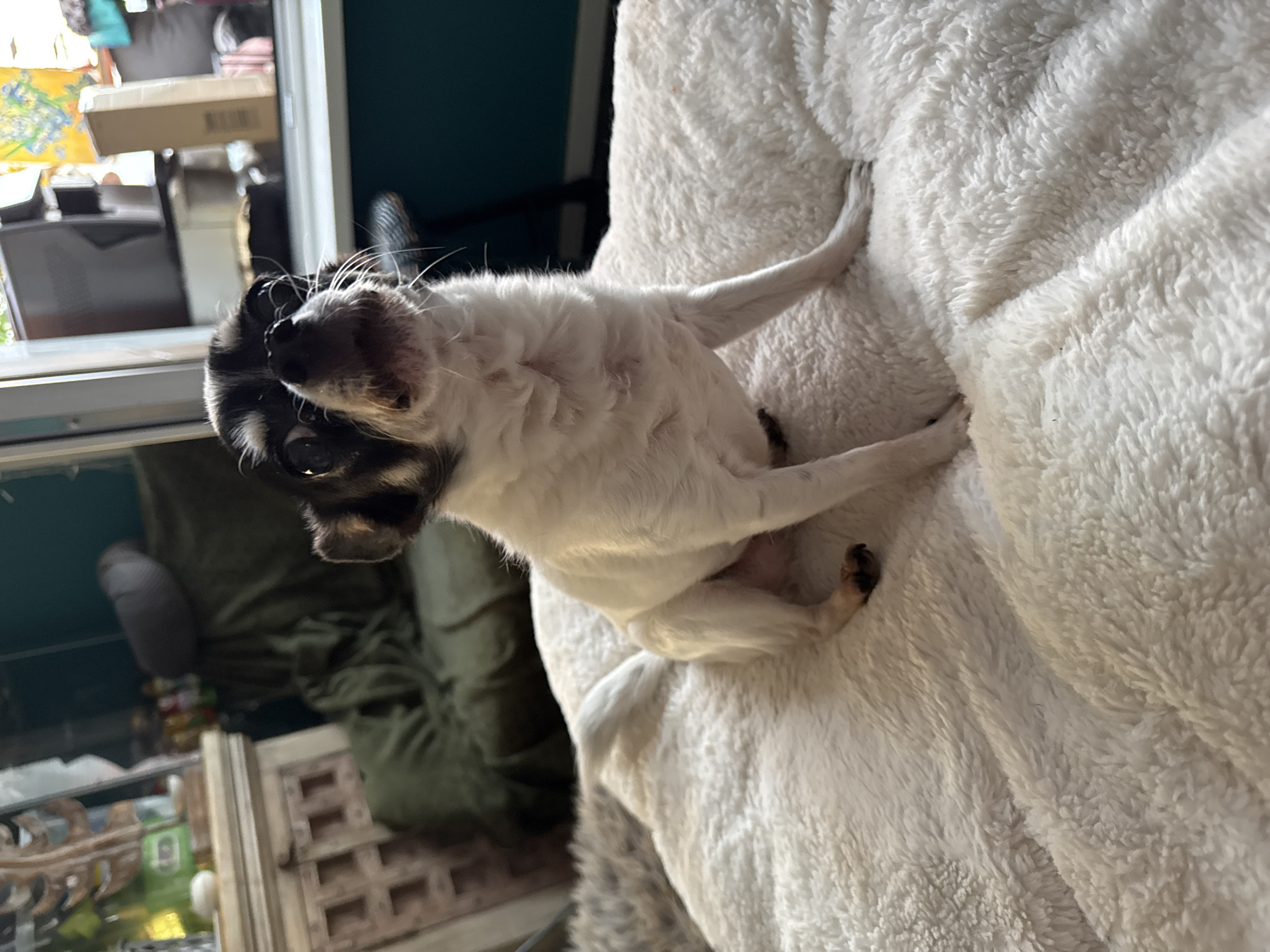 A small, predominantly white dog with black markings on its head and muzzle is lying on a white, fluffy surface, possibly a bed or blanket. The dog's legs are extended, and it appears to be looking upwards. The background includes a window, visible through which are objects and shapes suggesting an interior space. The dog appears to be in a domestic indoor environment. The specific city is unknown.