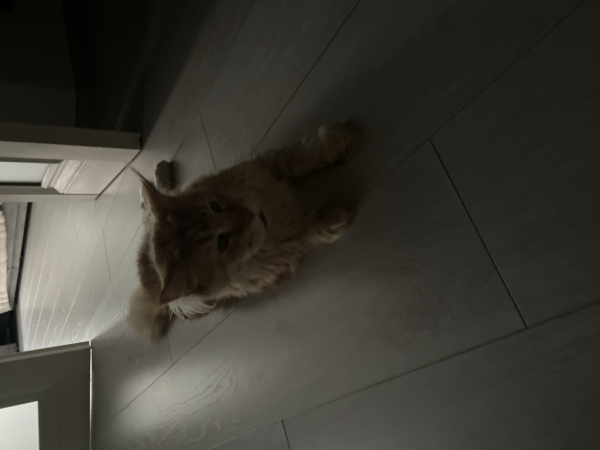 A ginger cat is lying on a light-colored wooden floor in a dimly lit room. The cat is positioned in the center of the frame, facing towards the right. Its body is stretched out, and its paws are extended in front of it. The cat has long fur and prominent ear tufts. A doorway is visible to the left of the cat, with a sliver of light entering from beyond. The rest of the room is in shadow. The image appears to be taken indoors, likely in a residential setting. The location of Rozsoshentsi, Ukraine is not evident from the image itself.