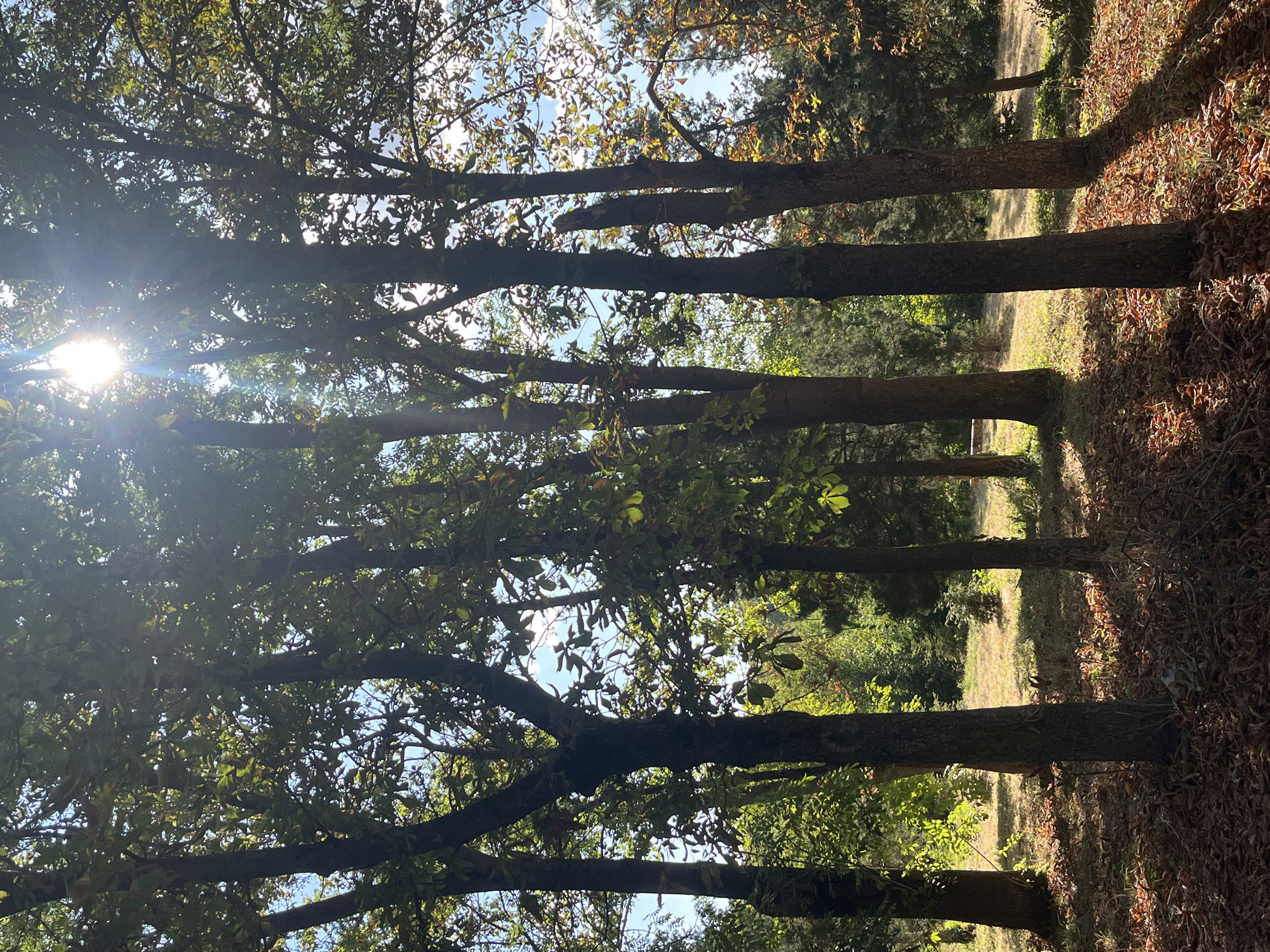 A sun-drenched forest clearing in Targovishte, Bulgaria, features a cluster of mature trees with thick trunks and dense foliage. Sunlight streams through the leaves, creating dappled light and shadows on the forest floor, which is covered with fallen leaves and dry grass. In the background, more trees and vegetation create a lush, green backdrop. The sky above is a bright blue with a few scattered clouds. The scene evokes a sense of peace and natural beauty, typical of the Bulgarian landscape during autumn.