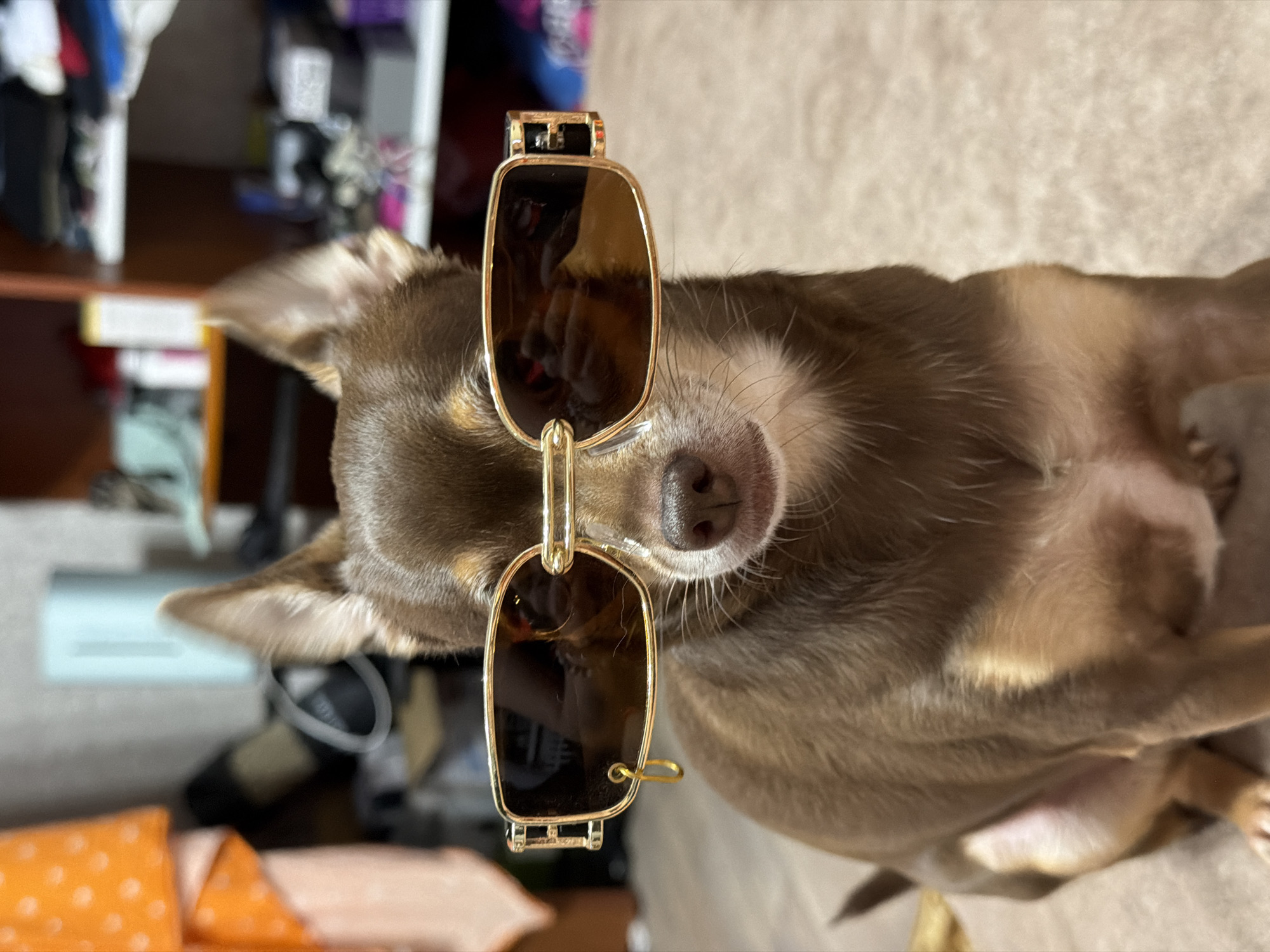 A small, brown chihuahua wearing gold-rimmed sunglasses sits on a carpeted floor. The dog's head is tilted slightly forward, and its eyes are obscured by the lenses of the sunglasses. The background is blurred but suggests an indoor environment with shelves filled with various objects. The lighting appears to be natural or artificial indoor lighting. The dog is facing the camera directly.