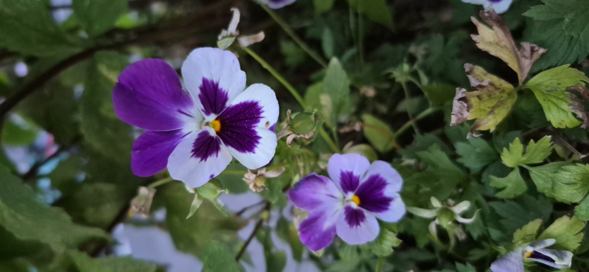 Two pansy flowers are in focus in the foreground. The larger flower, positioned in the upper right, displays purple petals fading to white at the edges, with a deep purple marking in the center and a yellow stamen. The smaller flower, in the lower left, has similar purple and white coloration but is slightly out of focus. Both flowers are surrounded by green foliage, some of which appears dried and brown. The background is a blur of green leaves and branches, suggesting an outdoor garden setting. There are no people or specific city landmarks visible in this image.