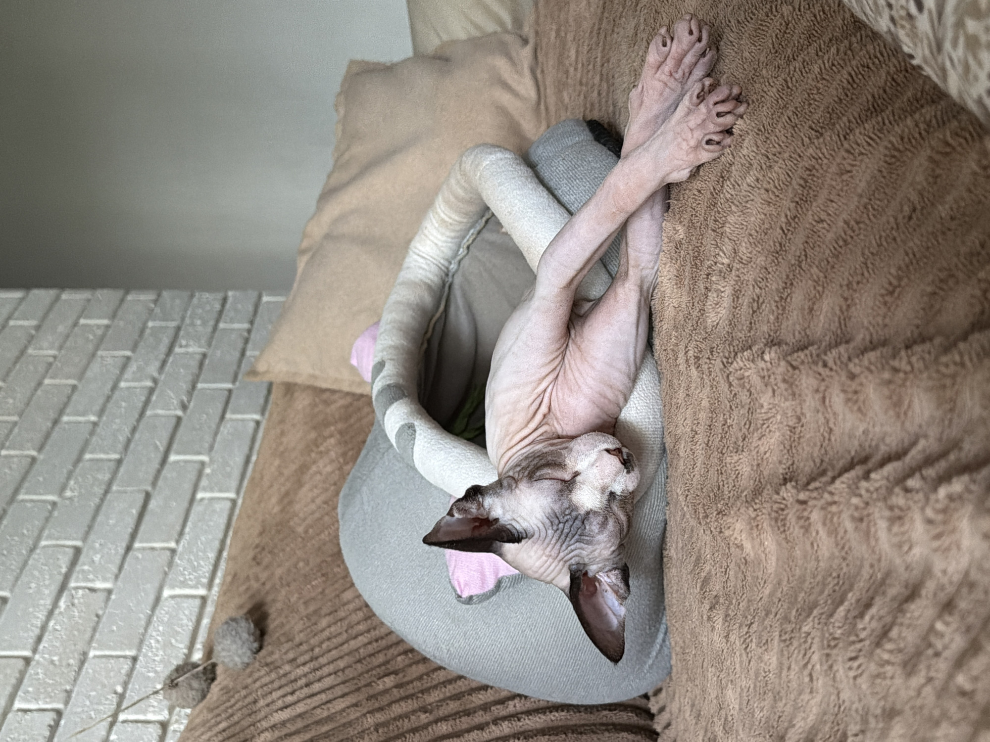 A hairless cat is sleeping in a soft, gray cat bed on a brown textured blanket. The cat's eyes are closed, and its body is relaxed, with its legs crossed. The cat bed is nestled against a brown couch, with pillows behind it. The background shows a white brick wall. The scene appears to be in a domestic setting.