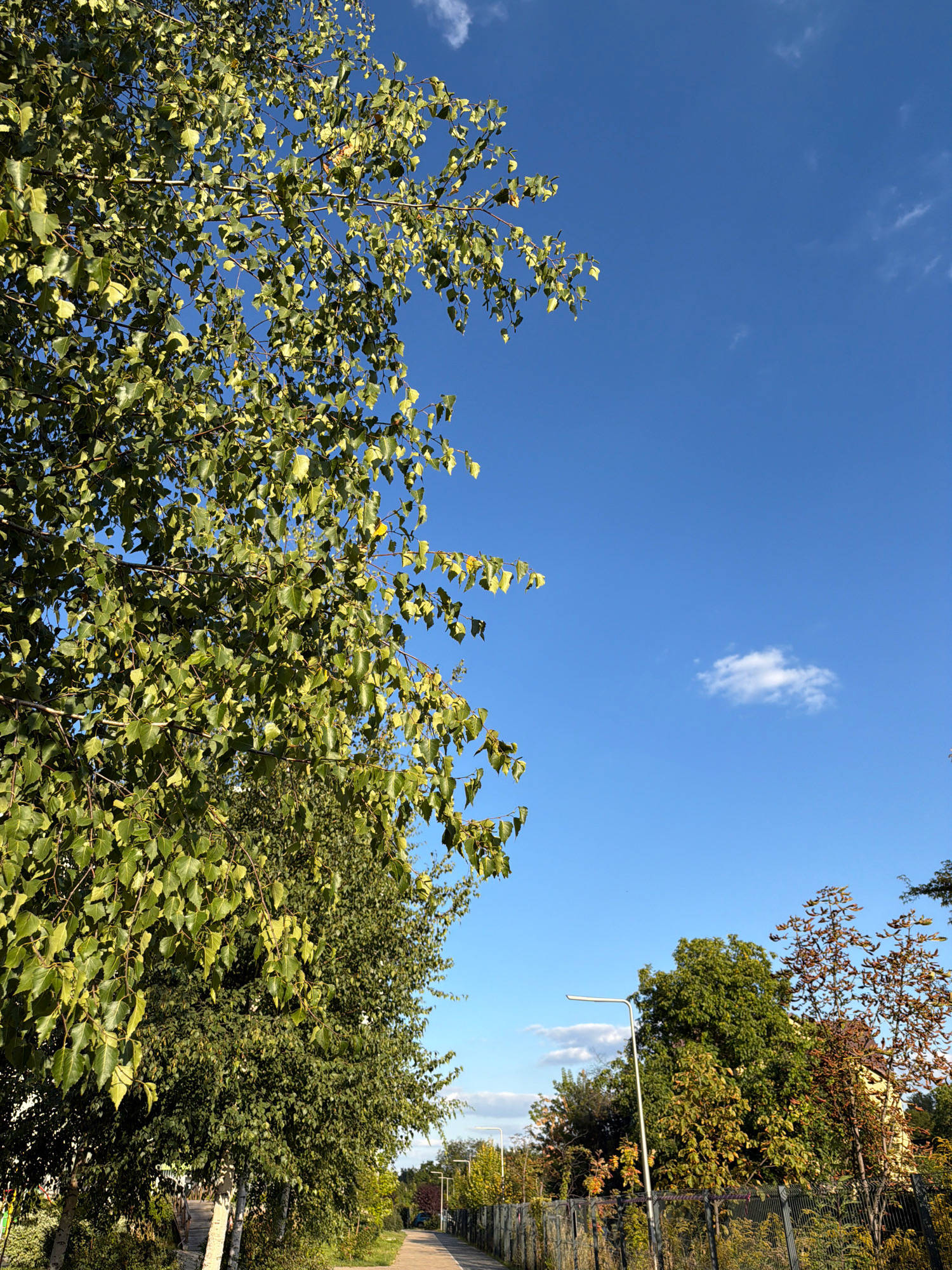 An outdoor, daytime, eye-level, full-shot photograph captures a tree-lined pathway in Kyiv, Ukraine. The image is dominated by a bright blue sky with a few wispy white clouds. On the left side of the frame, a large tree with green and yellowing leaves extends from the top downwards, casting shadows. The pathway, paved with concrete, leads into the distance, bordered on the right by a metal fence covered in some foliage. Beyond the fence, various trees with lush green foliage and some displaying autumn colors are visible, along with hints of buildings. A modern street lamp stands prominently on the right side of the pathway. The scene appears calm and suggests a pleasant day in a suburban or park-like area of Kyiv.