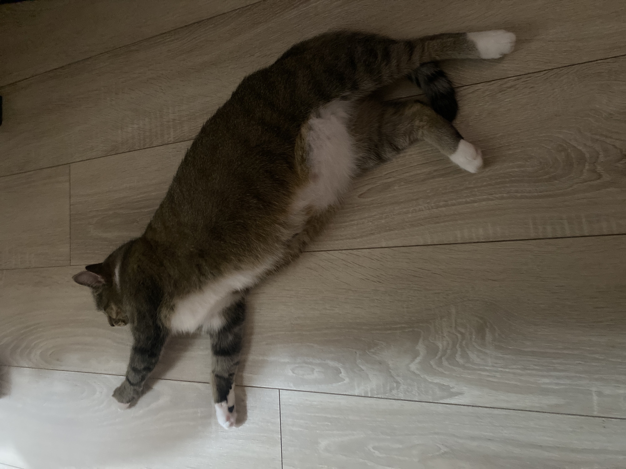 A domestic short-haired cat is lying stretched out on a light-colored wooden floor. The cat has tabby markings, with darker stripes on a lighter brown and gray base. It has white paws and a white patch on its belly. The cat's head is turned to the left, and its front paws are extended forward. The floor is made of laminate or wood planks with a visible grain pattern. The image appears to be taken indoors. There is no information available about the location in the city of Novokuybyshevsk, Russia.