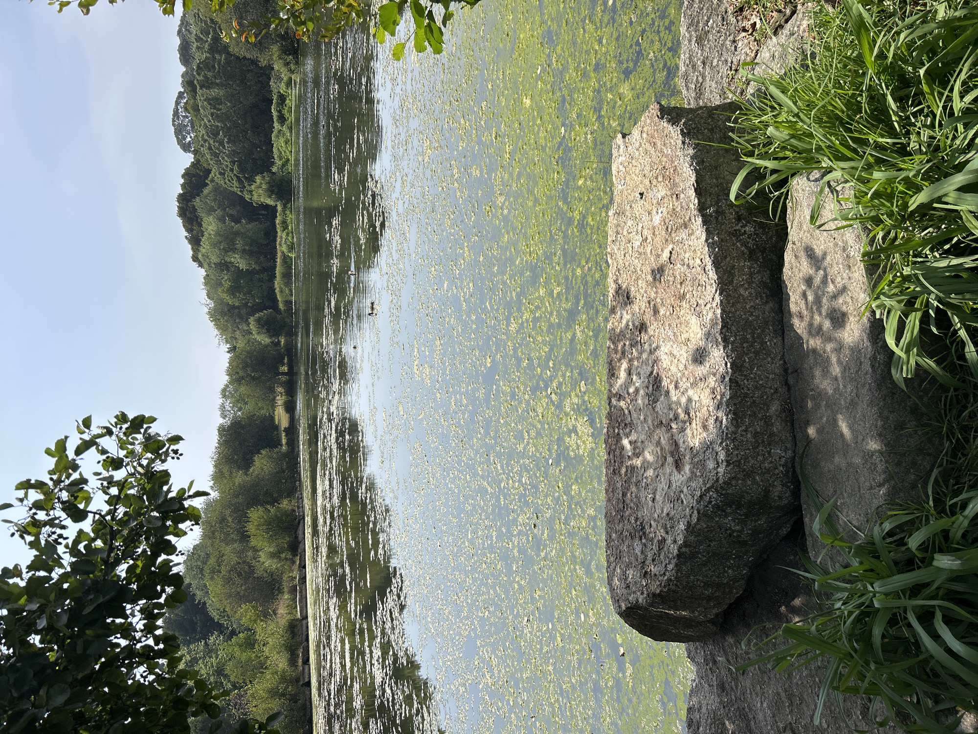 The image depicts a tranquil scene at the Jardim do Palácio de Cristal in Porto, Portugal. A large, grey boulder sits prominently in the foreground, casting shadows on the surrounding rocks and lush green grass. Beyond the boulder, a body of water, likely a pond or small lake, is visible, covered in patches of vibrant green algae and reflecting the clear blue sky. Several ducks can be seen swimming on the water's surface, adding a touch of life to the serene environment. The background is filled with a dense forest of trees, their leaves a rich green, creating a natural backdrop. The overall impression is one of natural beauty and peacefulness, typical of the gardens.