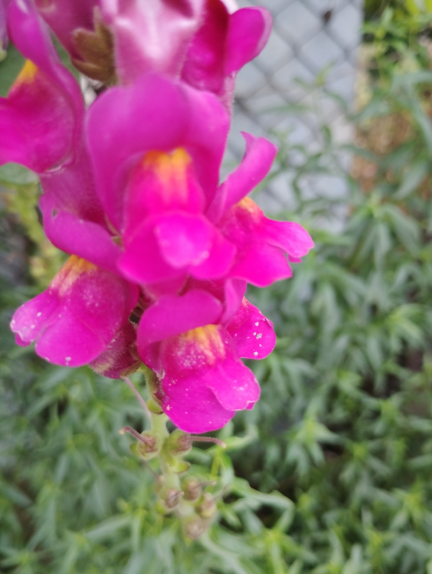 A close-up, slightly blurred, vertical photograph shows a cluster of bright pink snapdragon flowers in focus in the foreground. The flowers have yellow centers and some appear to have a dusting of white pollen on their petals. The stems and buds are visible below the blooms. In the background, out of focus, is a blurred green leafy plant and a chain-link fence. The scene is set outdoors in a garden.