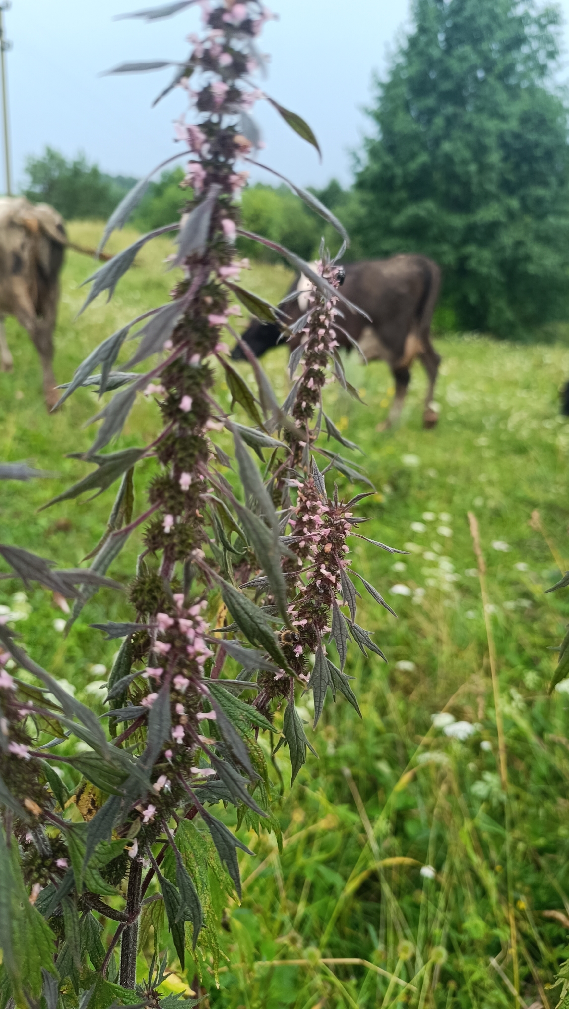A close-up, eye-level shot focuses on a tall stalk of dark green plants with small pink flowers and spiky seed pods in the foreground. The plant's leaves are long and jagged, with a dark purple hue. In the blurred background, two cows are visible grazing in a grassy field. One cow, with a light brown and white patterned coat, is on the left, facing away from the camera. The second cow, a dark brown color, is on the right, also facing away. The environment appears to be a rural setting, possibly a pasture or meadow, with trees visible in the distance under an overcast sky. The overall lighting suggests a cloudy day.