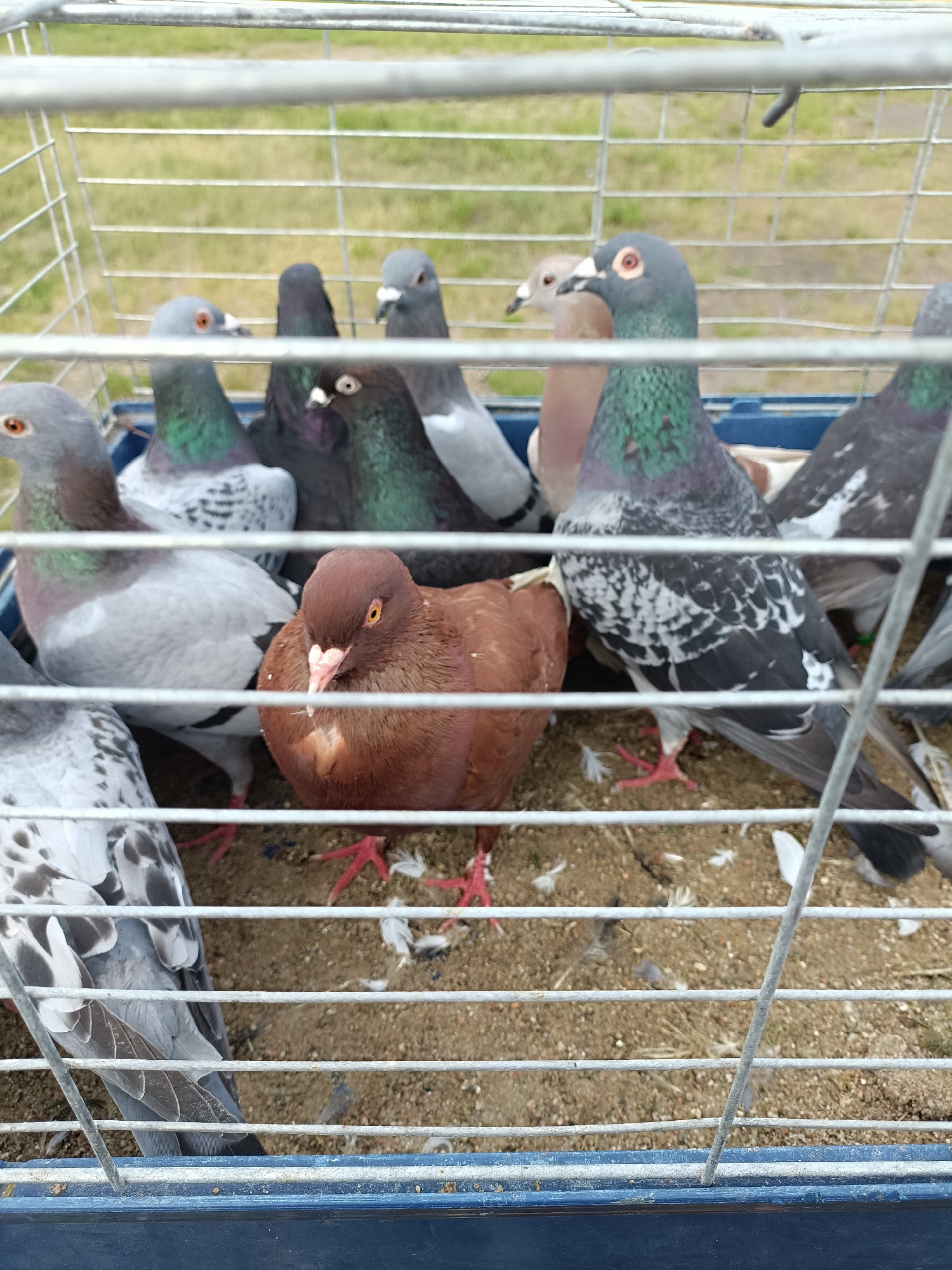 This is a medium shot, eye-level, outdoor, close-up photograph of a group of racing pigeons inside a metal cage. The cage has a blue plastic base and a wire mesh construction. The pigeons are of various colors including brown, grey, and black with some iridescent green and purple neck feathers. They are standing on a sandy floor littered with feathers and some small twigs. The background is blurred and shows green grass and a dirt path. The lighting is natural and appears to be daylight. The photograph was taken in Łosice, Poland.