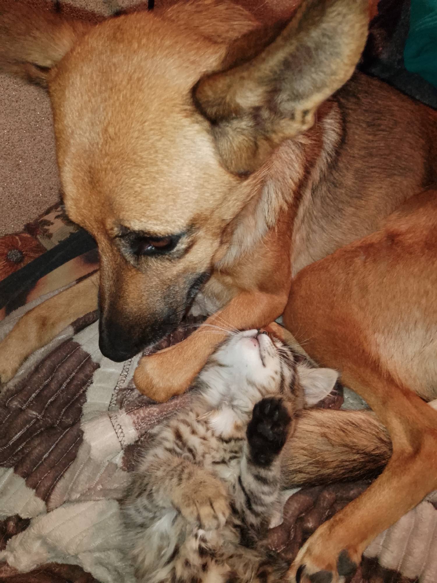 A close-up, overhead shot captures a large, brown dog sleeping soundly with a small tabby kitten nestled against its chest. The dog's head is turned to the left, with its eyes closed and ears relaxed. The kitten is lying on its back, paws outstretched, also appearing to be asleep. They are both on a patterned blanket. The setting is indoors, in what appears to be a home environment. The lighting is dim, suggesting it may be nighttime or a dimly lit room. There is no indication of the city or location within the image.