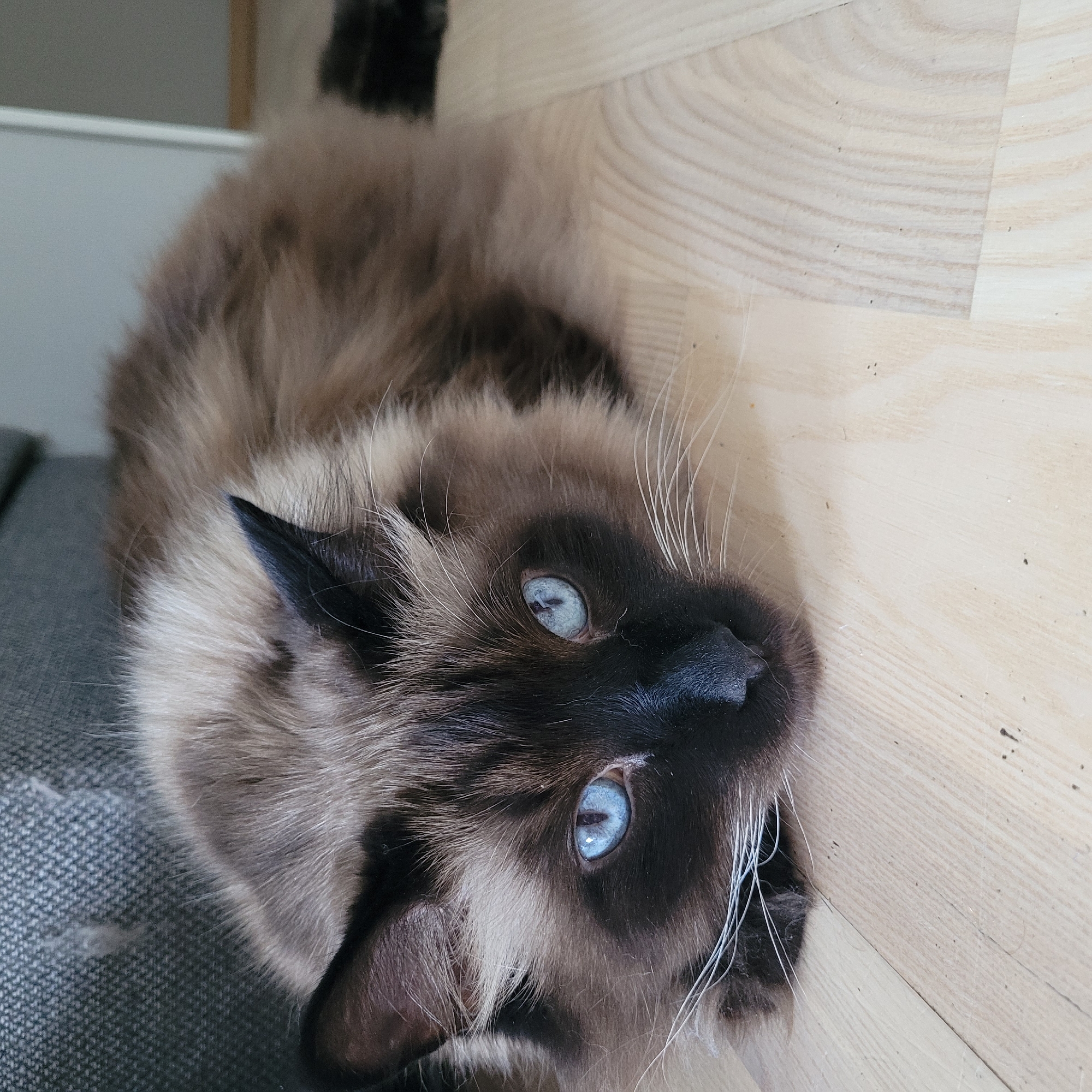 The image shows a close-up of a cat's face, with its head resting on a light-colored wooden floor. The cat has striking blue eyes, dark brown fur on its face and ears, and lighter brown fur on its body. Its whiskers are white and long. The background is blurred, with a hint of a gray upholstered surface and a white vertical line, possibly a wall or furniture. The lighting suggests an indoor environment. The image was taken in Jurmala, Latvia.