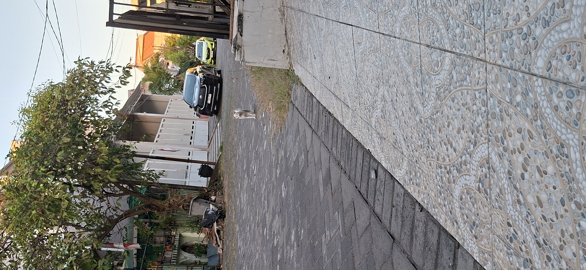 A ginger and white cat stands on a paved street in Surabaya, Indonesia. The cat is facing forward, with its mouth slightly open. In the background, a black SUV and a yellow car are parked. A tree with green leaves is on the left side of the image. The street is made of dark gray bricks, and a sidewalk with decorative tiles runs along the right side of the image. The sky is clear and blue. The scene appears to be a residential area.