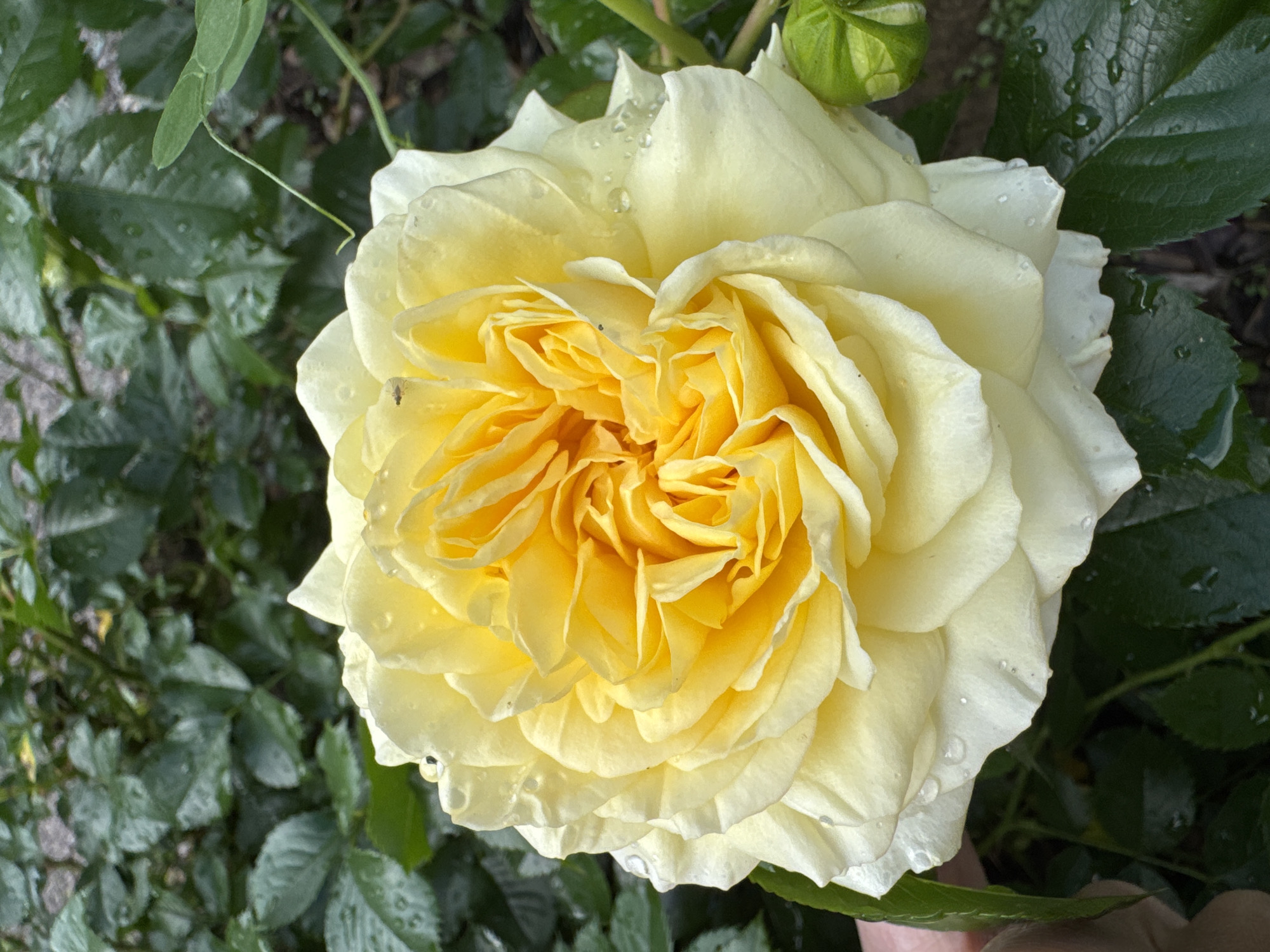 A close-up, eye-level shot captures a fully bloomed yellow rose with numerous petals in various shades of yellow and cream. The rose is situated in the city of Steklyannyi, Russia, surrounded by dark green foliage, some of which appears wet. Small water droplets are visible on the rose petals and leaves, suggesting recent rain or dew. The rose has a complex, layered structure with its center tightly coiled and petals fanning outwards. A hint of a green rosebud is visible to the right of the main bloom. The overall lighting is natural and diffused, creating soft shadows and highlighting the texture of the petals. The background is filled with more dark green leaves, creating a lush and natural setting.