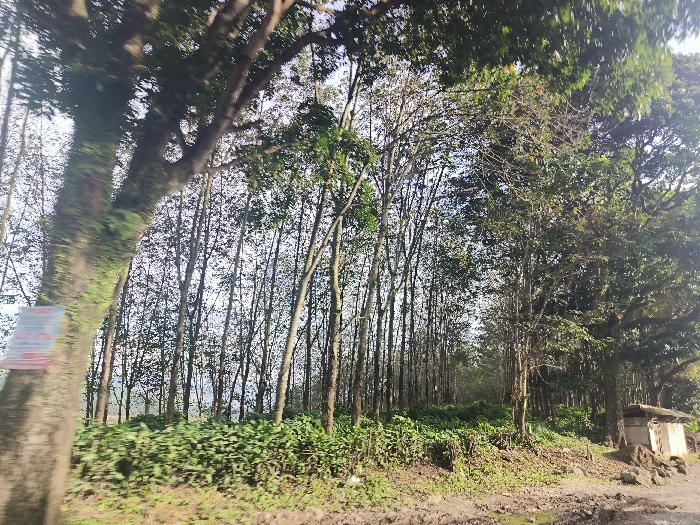 The image shows a dense forest, likely a rubber plantation, taken from the vantage point of a moving vehicle. The camera is pointed towards the forest, with a large tree trunk dominating the left side of the frame. The tree is covered in moss and vines, while numerous other, thinner trees make up the rest of the scene. The forest floor is covered in dense undergrowth and the ground is dirt, suggesting a rural location. There is a small, partially constructed structure on the right side of the image. The scene is tranquil and natural, with no human figures visible. The location is a rural area near Cikalong, Indonesia, with coordinates -6.766 latitude and 107.444 longitude. The image is likely taken during the daytime, as the forest is well-lit and there are no clouds visible.