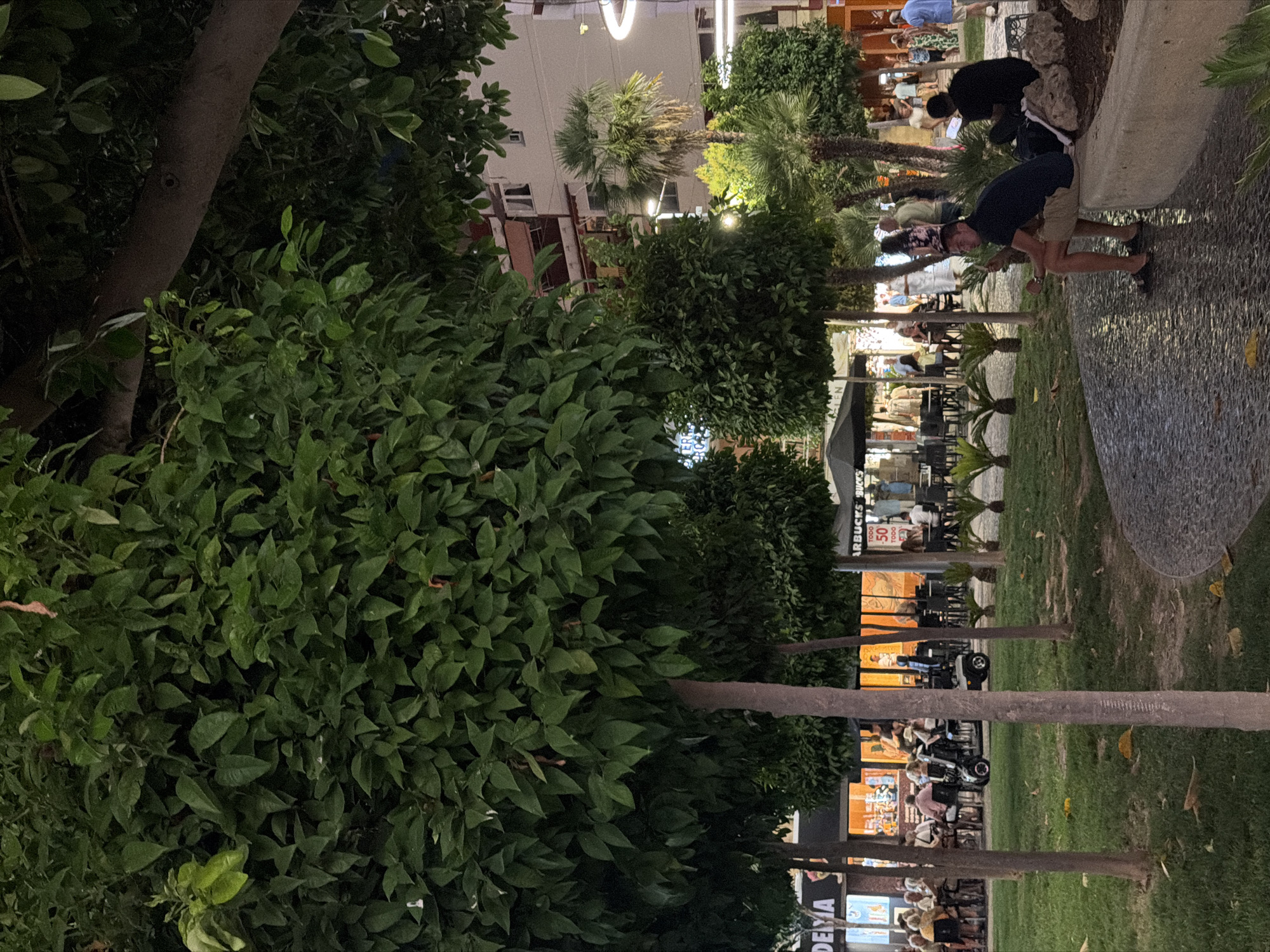 The image depicts an outdoor scene in Benidorm, Spain, likely during the evening. In the foreground, a man wearing a dark blue t-shirt and beige shorts sits on a concrete ledge, holding a cigarette. To his right, another person in a black shirt is seated, leaning against a backpack.
Behind them, a paved walkway curves through a grassy area with several young palm trees. Beyond the walkway, a row of trees with dense green foliage partially obscures a street scene. Shops and restaurants are visible, with people seated at tables outside. A mobility scooter is parked in front of one of the establishments. In the background, buildings rise up, illuminated by streetlights and interior lighting. The overall atmosphere suggests a lively urban environment at dusk.