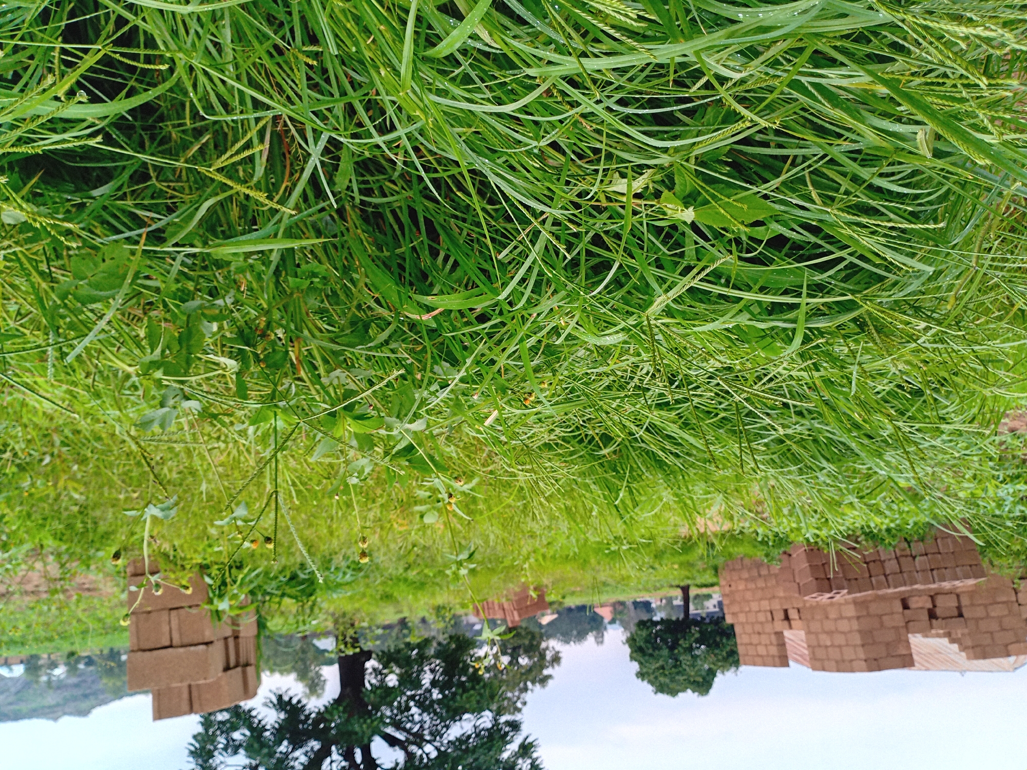 The image depicts an outdoor scene, likely in Barakin Angundi, Nigeria. Dominating the foreground is lush, green grass, with some blades appearing slightly wet, suggesting recent rain or dew. Interspersed with the grass are small, delicate plants with yellow buds. In the mid-ground, two stacks of what appear to be unbaked bricks are visible. To the left of the bricks, a few leafy plants with thin stems hang down. Further in the background, the trunks and canopies of several trees are visible, with one large tree on the left side of the image. Beyond the trees, a hazy landscape stretches out, with what might be hills or a distant elevated area on the far left. The sky is overcast, contributing to a muted, perhaps humid atmosphere. The overall impression is a natural, undeveloped setting. There is no visible text in the image.