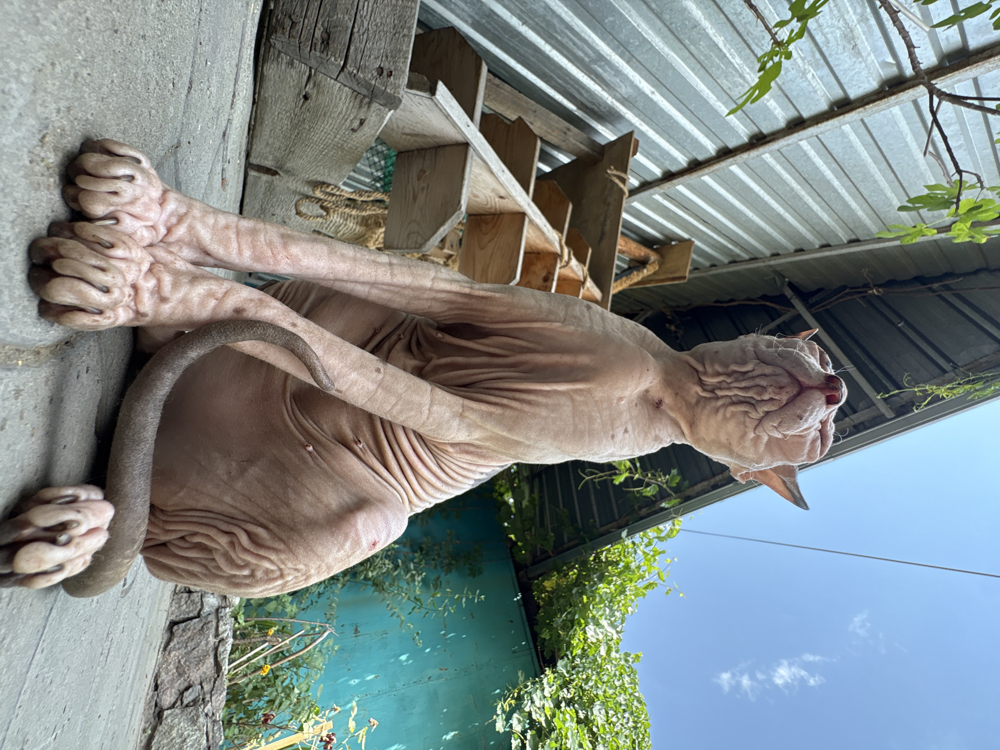 A hairless cat sits on a concrete surface outdoors. The cat is facing upwards and to the left of the frame. The cat's skin is wrinkled, and its tail is curled around its body. Behind the cat is a wooden structure that appears to be a multi-tiered cat tree or climbing structure, with rope accents. Further back, a corrugated metal wall forms the side of a building, and a bright turquoise wall is visible to the right. Lush green foliage grows on and around the structures. The sky above is blue with scattered white clouds. There are no people or vehicles visible in the scene. The setting appears to be an outdoor enclosure or yard, possibly in a residential or pet-friendly commercial area of Almaty, Kazakhstan.