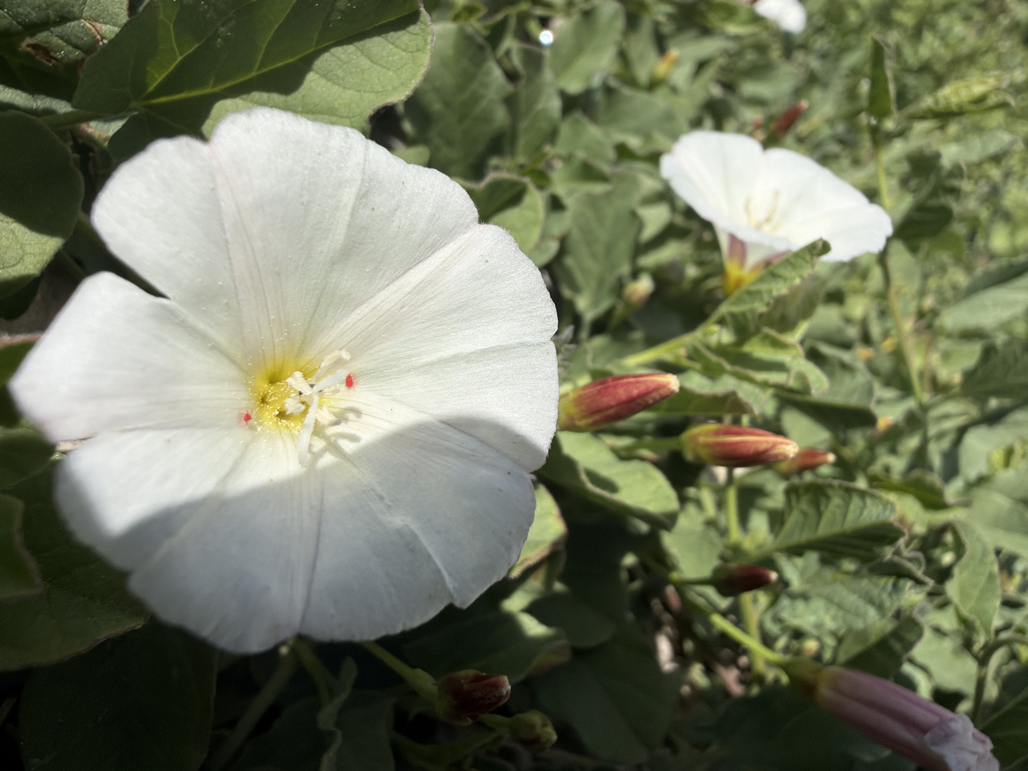 The image shows a close-up of field bindweed (Convolvulus arvensis) flowers. The flowers are white with a yellow center and small red spots. The leaves are green and heart-shaped. Buds are also visible. The image was taken outdoors in natural light. The exact location in Sant Martí Sarroca, Spain, cannot be determined from the image.