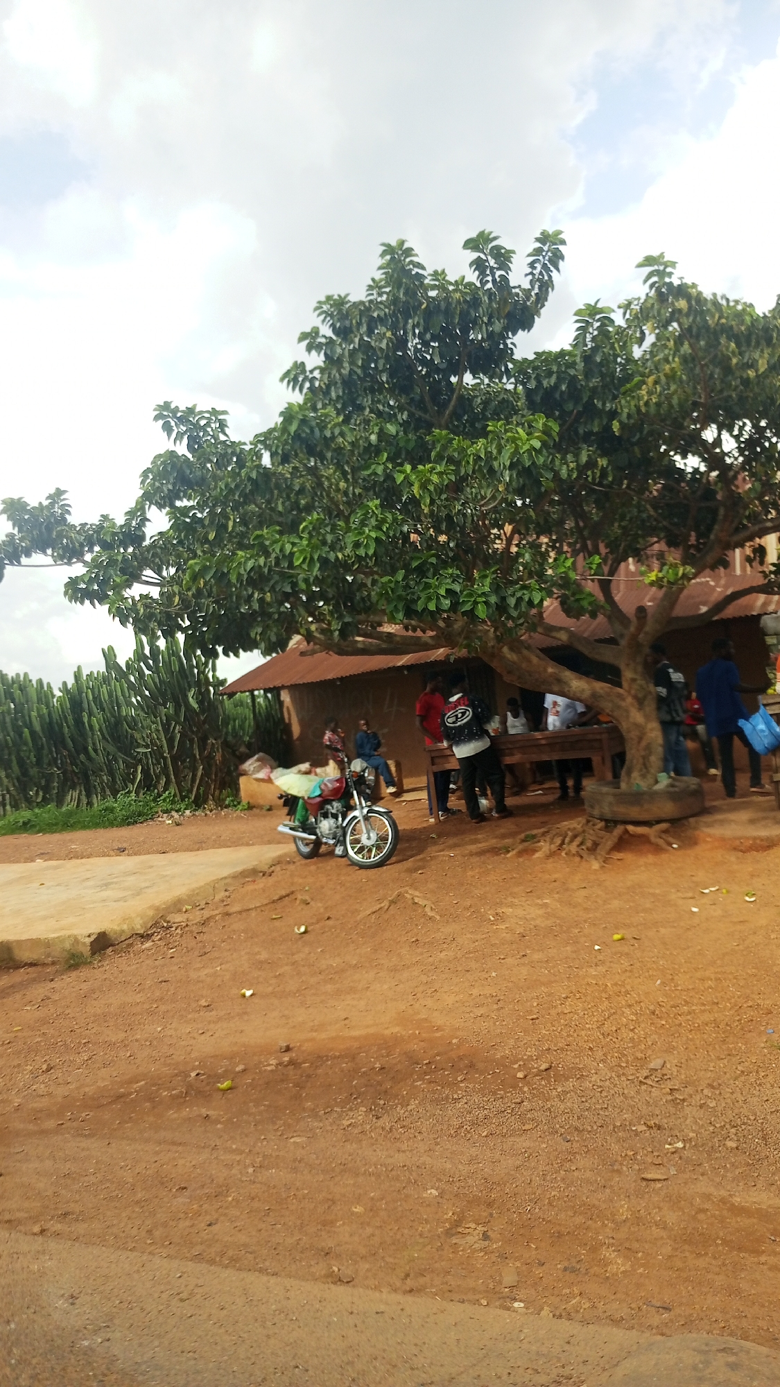 In Kuru, Nigeria, a scene unfolds under a cloudy sky next to a rustic building with a corrugated iron roof. A mature tree with lush green foliage extends its branches over a gathering of people. To the left of the tree, a red and silver motorcycle is parked, its kickstand down, and a bundle of goods is secured to its rear. Several individuals are seated at a wooden table beneath the tree, some appear to be engaged in conversation. Others are standing, including one person wearing a black jacket with white lettering, and another in a blue top. In the background, a cluster of tall, green cactus-like plants creates a natural barrier. The ground is a mix of reddish-brown soil and scattered debris.