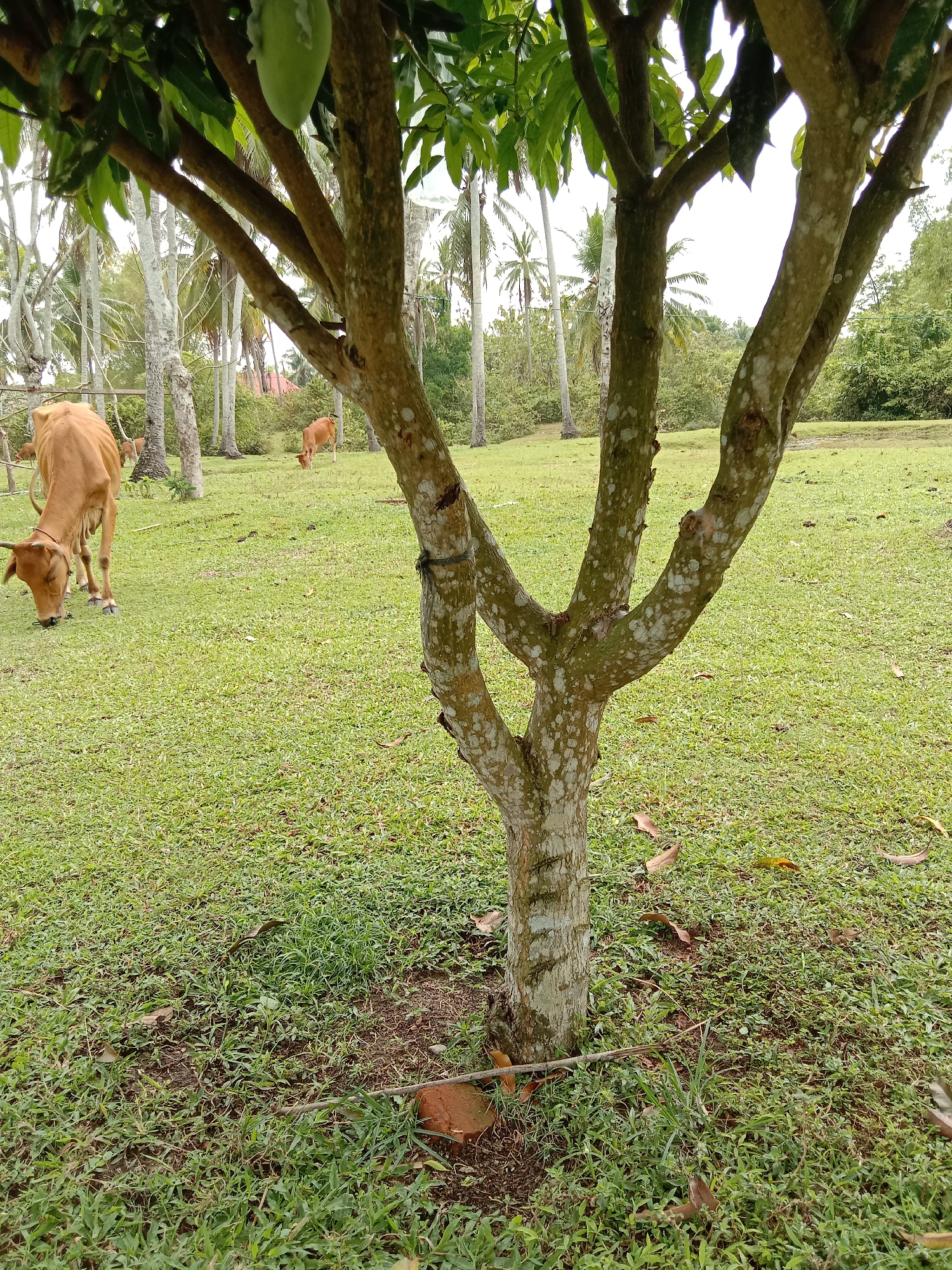 The image shows a grassy field with several light brown cows grazing. In the foreground is a small tree with a light-colored trunk and several branches. The field is surrounded by trees, including palm trees. The image was taken in Blangkarieng, Indonesia.