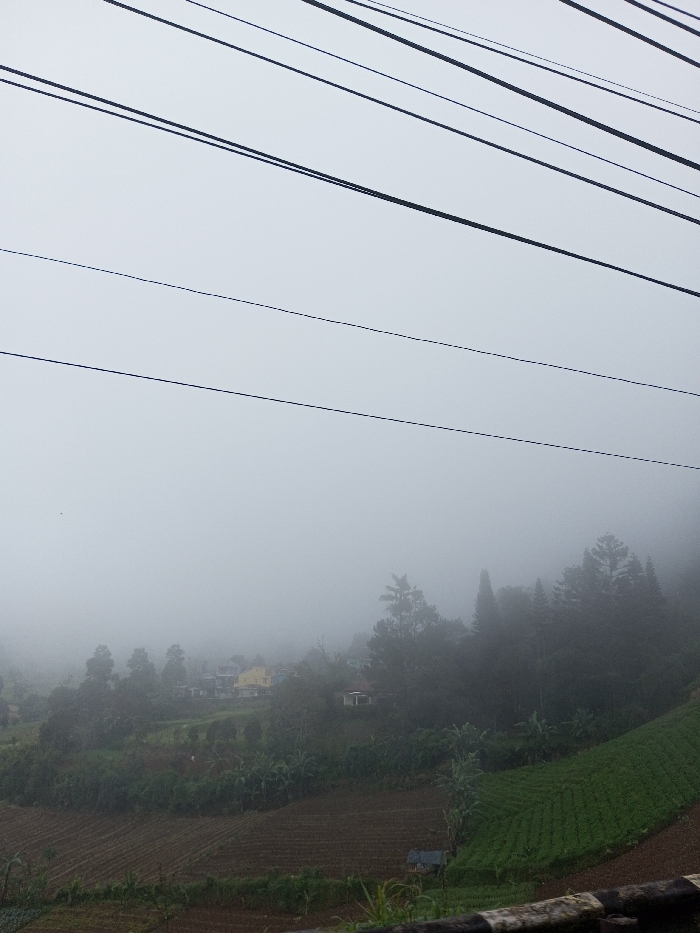 The image displays a panoramic view of a rural landscape in Neerveli, Sri Lanka, under conditions of dense fog and overcast skies. The upper third of the frame shows a uniform light grey sky intersected by six dark, parallel utility wires running diagonally from top-left to bottom-right. The mid-ground reveals a valley or sloped terrain containing agricultural fields, characterized by terraced plots. Some plots feature rows of green crops, while others appear as tilled, exposed brown earth. Extensive green foliage and numerous trees, including taller coniferous-like trees on the right slope and various broad-leafed trees, are visible throughout the scene. Several residential buildings, partially obscured by fog and vegetation, are present in the middle distance, with one notable yellow structure among them. A small, dark-roofed shed is located within the cultivated area towards the lower right. The extreme foreground shows a dark, textured surface, consistent with a concrete barrier or railing. No individuals or discernible actions are present in the scene.