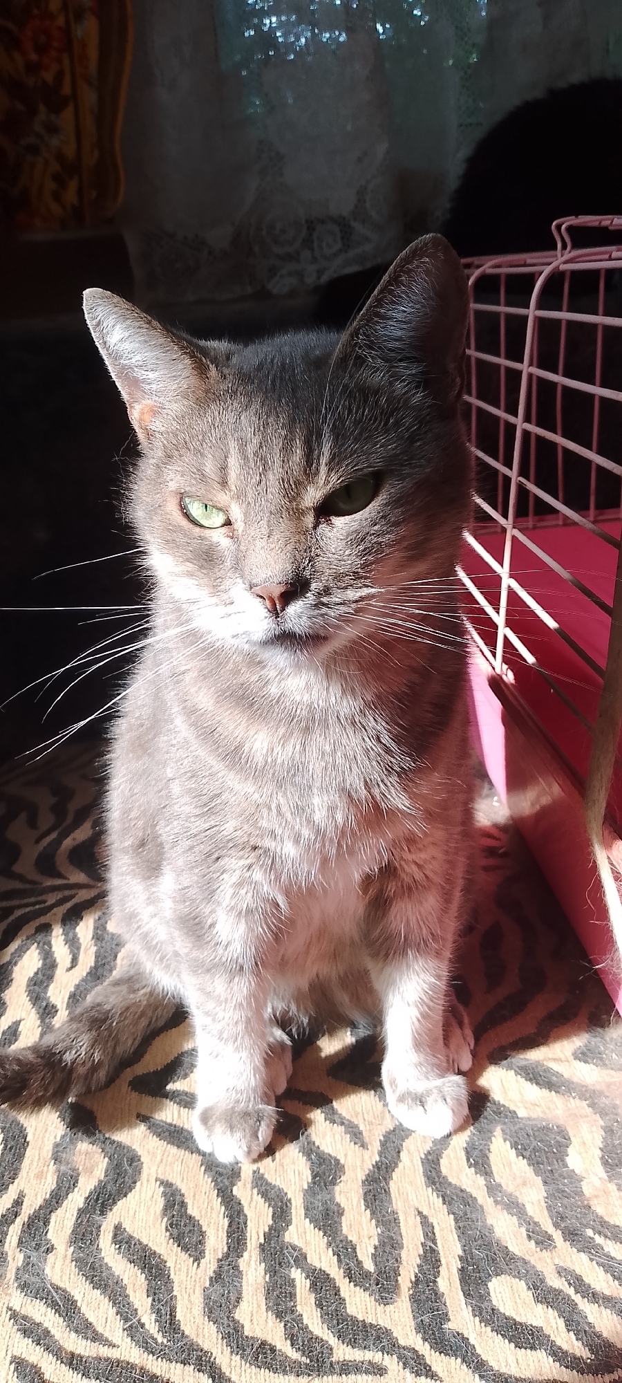 An adult grey tabby cat with bright green eyes is sitting and looking forward. The cat is positioned in the foreground, on a surface with a black and tan zebra-like pattern. Behind the cat, on the right side of the frame, is a portion of a pink pet carrier, partially obscured by sunlight. The background consists of a window with a white lace curtain and dark shadows. The scene appears to be indoors, potentially in a residential setting. No specific location in Belgorod, Russia is identifiable from the image.