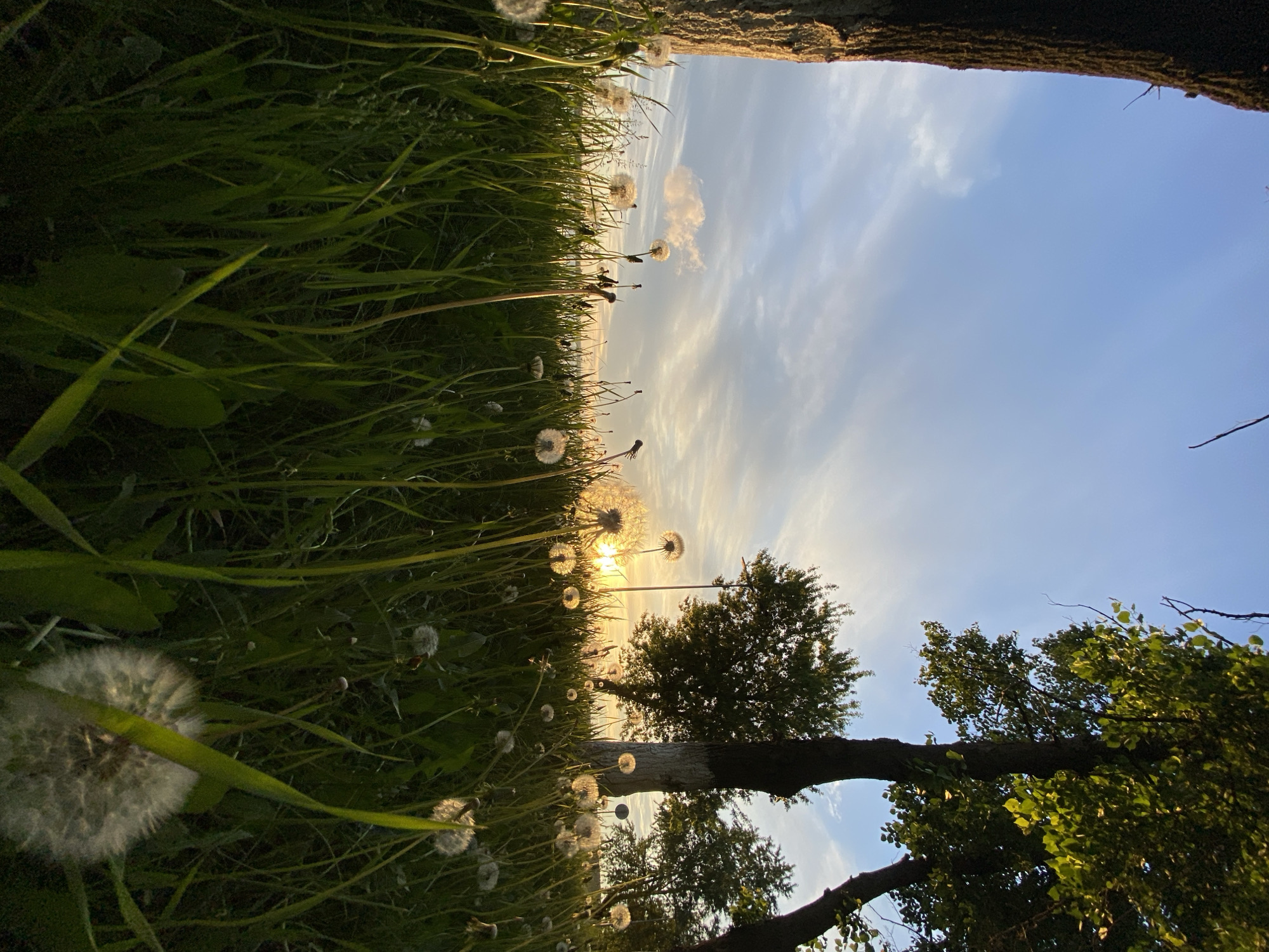 The image presents a low-angle view in an outdoor environment. The foreground features dense green grass interspersed with dandelions in their seed-head stage. The viewpoint looks upwards towards the sky, which is a gradient of light blue and pale yellow, suggesting either sunrise or sunset. There are scattered clouds. In the midground, silhouettes of trees are visible against the bright sky. A tree trunk frames the right side of the composition and what appears to be a stone frames the top of the composition. The specific location in Votkinsk, Russia, cannot be determined from the visual information provided.