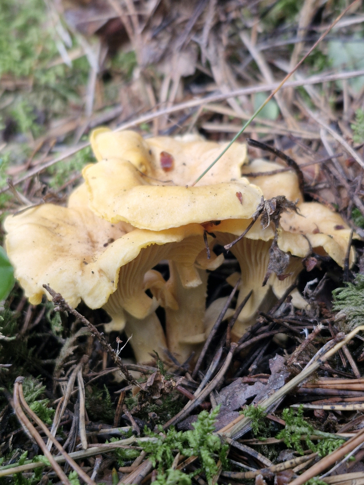 A close-up, ground-level view captures a cluster of pale yellow, funnel-shaped mushrooms nestled amongst pine needles, moss, and fallen leaves. The mushrooms, with their distinctive wavy edges and prominent gills, appear to be growing in a forest floor environment. The lighting is natural and diffused, suggesting an outdoor scene possibly on a cloudy day. The scene is devoid of any human presence or activity. The location is specified as Šernai, Lithuania, implying a temperate forest setting common to the region.