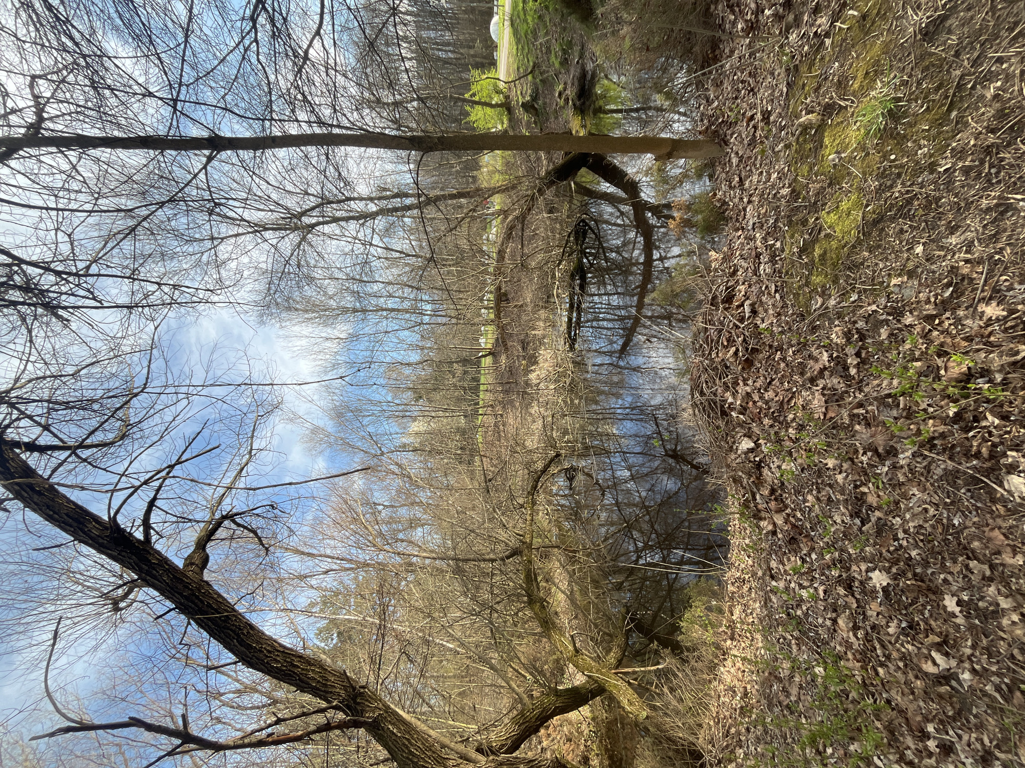 The image depicts a waterside scene, likely a canal or small river, bordered by trees. The trees are mostly bare, suggesting either late autumn, winter, or early spring. The sky is visible through the branches and features patches of blue. There's a bank covered in brown leaves on one side of the water. Some green moss and sprouting vegetation are also visible. The water surface is reflective, showing the trees and sky. The image is rotated sideways. There are no people visible in the scene. Given the prevalence of waterways and deciduous trees in Sofia, Bulgaria, it is plausible that this scene could be located on the outskirts of the city near one of the numerous canals or the Iskar River.