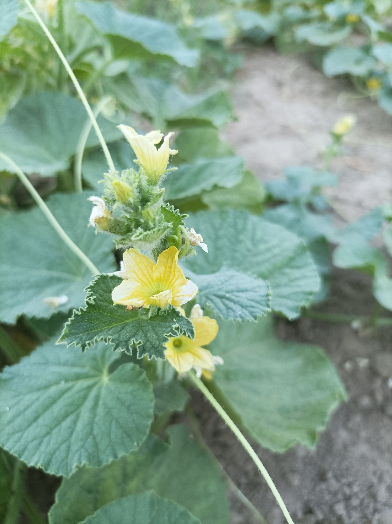 A close-up, outdoor, vertical shot shows a melon plant with yellow flowers and green leaves. The leaves are large and have serrated edges. The flowers are small and trumpet-shaped, with five petals. A thin tendril extends from the plant, curving to the left. The background consists of dry soil and more blurred green foliage. The image is located in Seýdi, Turkmenistan.