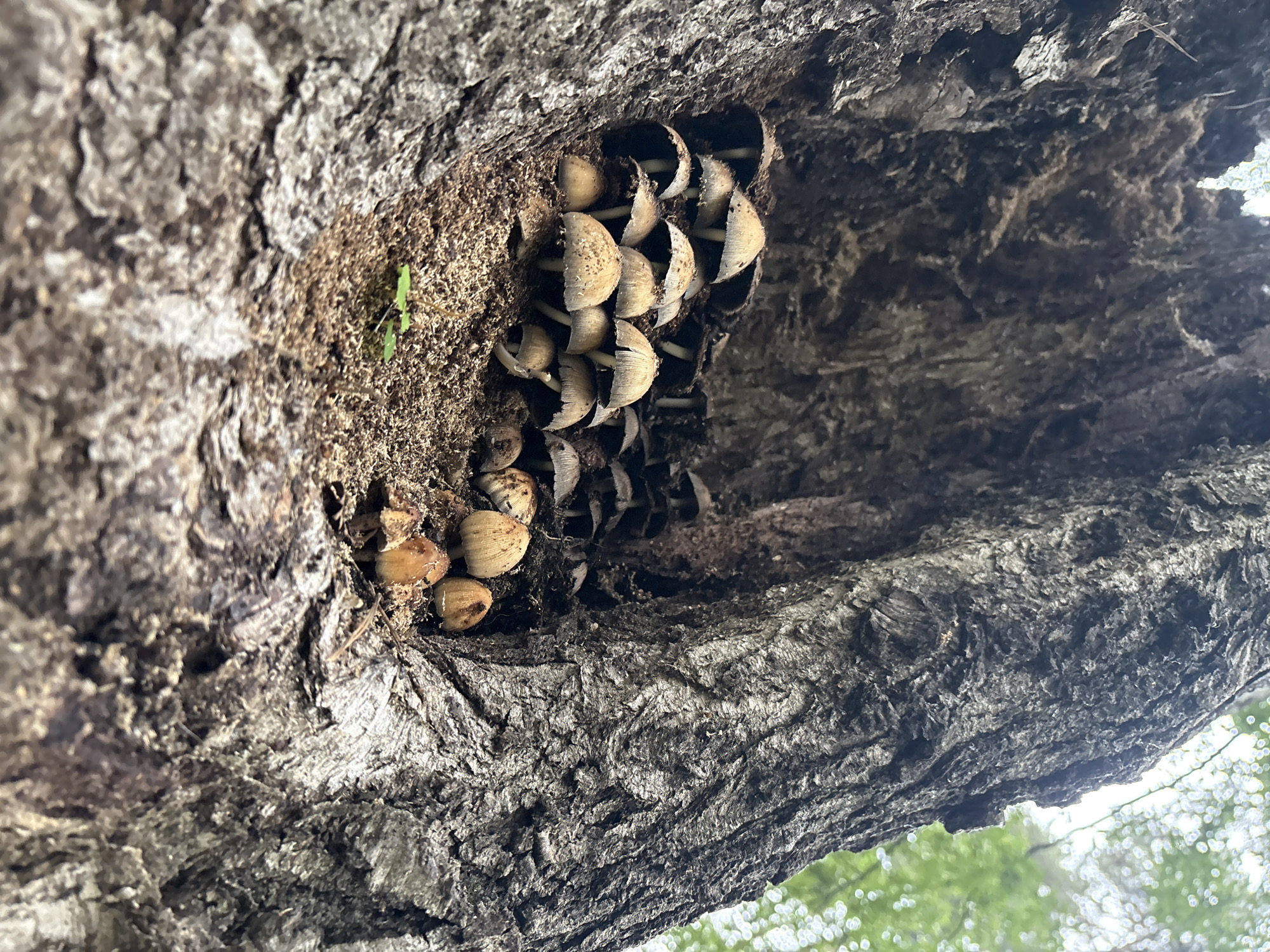 A cluster of mushrooms sprouts from a hollowed-out section of a tree trunk. The mushrooms are small and light brown with darker gills. The tree trunk is rough and textured, with a deep crevice where the mushrooms are growing. The background is blurred, showing green foliage.