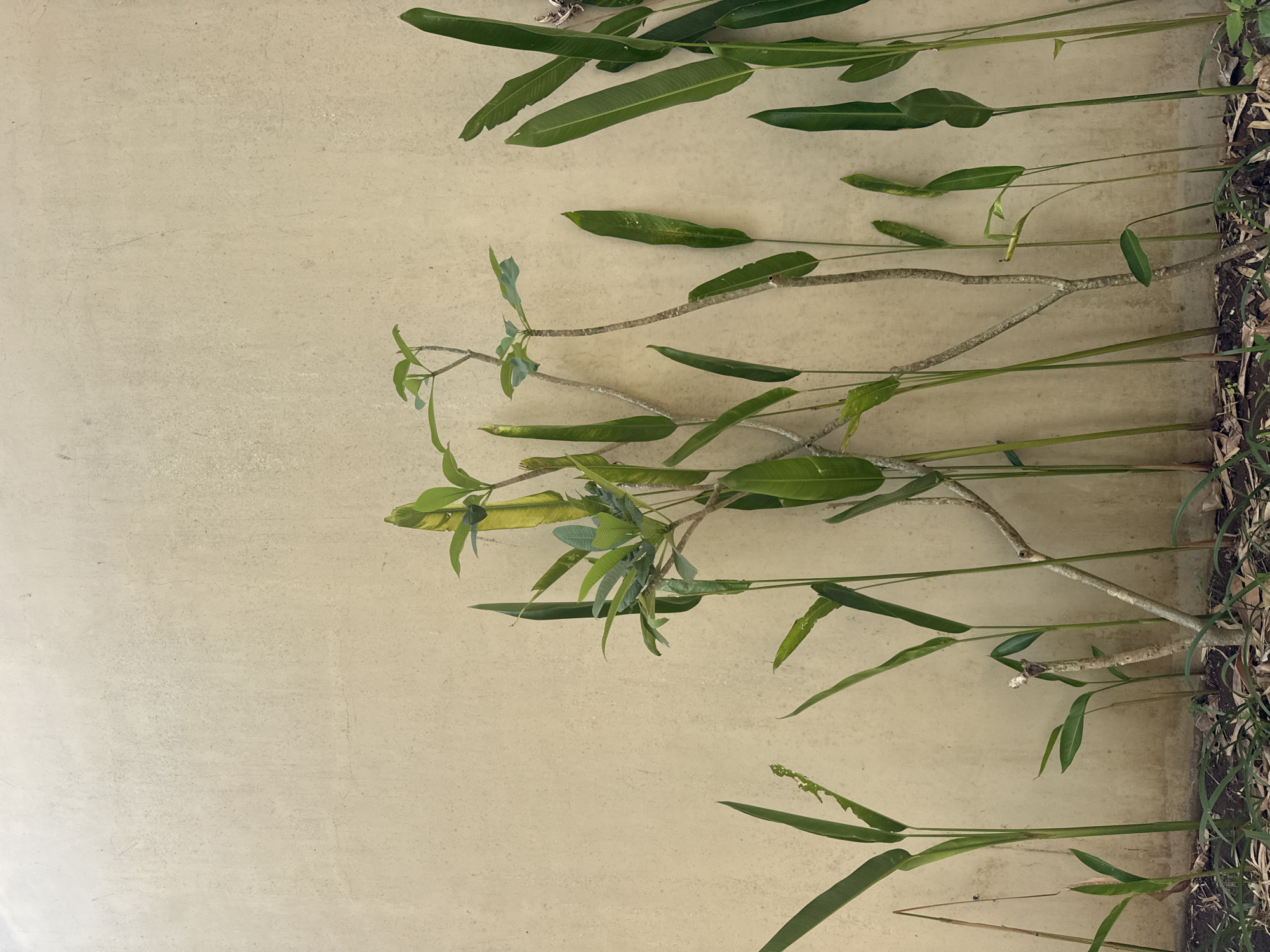 In Kuta Selatan, Indonesia, a wall of pale yellow concrete forms the backdrop for a collection of plants. These plants, varying in height and leaf structure, are arranged along the base of the wall. Some are tall and slender with elongated, sword-like leaves, while others are smaller with broader, more pointed leaves. A few plants have thin, branching stems with sparse foliage. The ground at the base of the wall is covered in dry leaves and soil. The lighting suggests it is daytime, with shadows cast by the plants onto the wall. There are no people or animals visible in the scene.