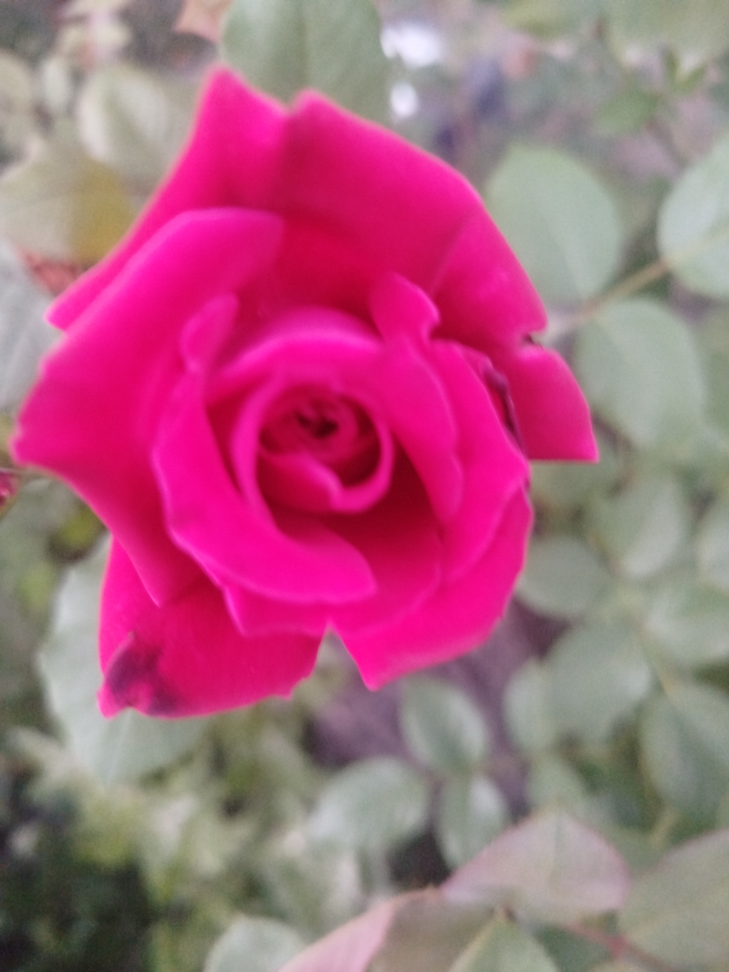 A vibrant, close-up photograph captures a fuchsia rose in bloom, its petals unfurling to reveal a tightly coiled center. The rose is positioned prominently in the foreground, with its rich color and soft texture drawing the viewer's attention. Behind the rose, out-of-focus green leaves and foliage create a blurred backdrop, suggesting a garden or natural setting. The lighting is soft and diffused, casting no harsh shadows and emphasizing the delicate beauty of the flower. The overall impression is one of natural beauty and serene tranquility. This scene is likely located in the city of Zastavna, Ukraine.