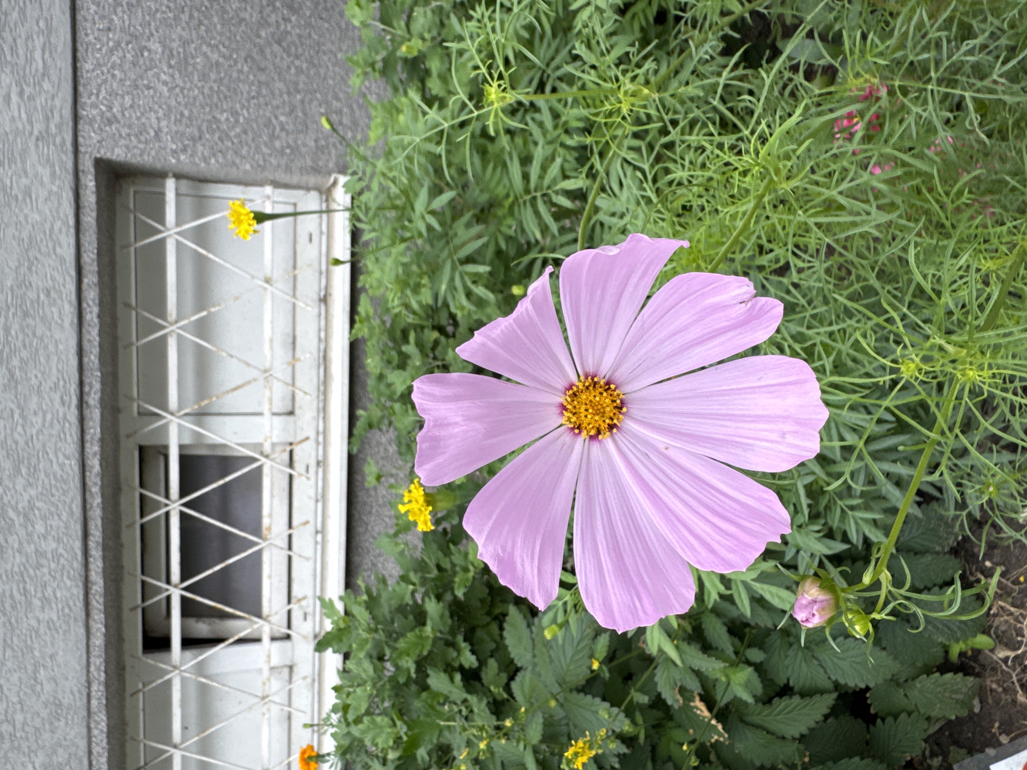 The image shows a close-up of a single, large, light pink cosmos flower in the foreground, with its delicate petals fanning out. The center of the flower is a vibrant yellow with a deep purple ring. Behind the flower, there is a dense bed of green foliage with several smaller yellow flowers scattered throughout. In the upper portion of the image, a grey, textured building facade is visible. Below the facade, a white-trimmed window with a diamond-patterned metal grate is present. The scene appears to be an outdoor urban setting, possibly a flower bed in front of a building in Bratislava, Slovakia. There are no people or animals in the image. The overall lighting suggests an overcast or shaded day.