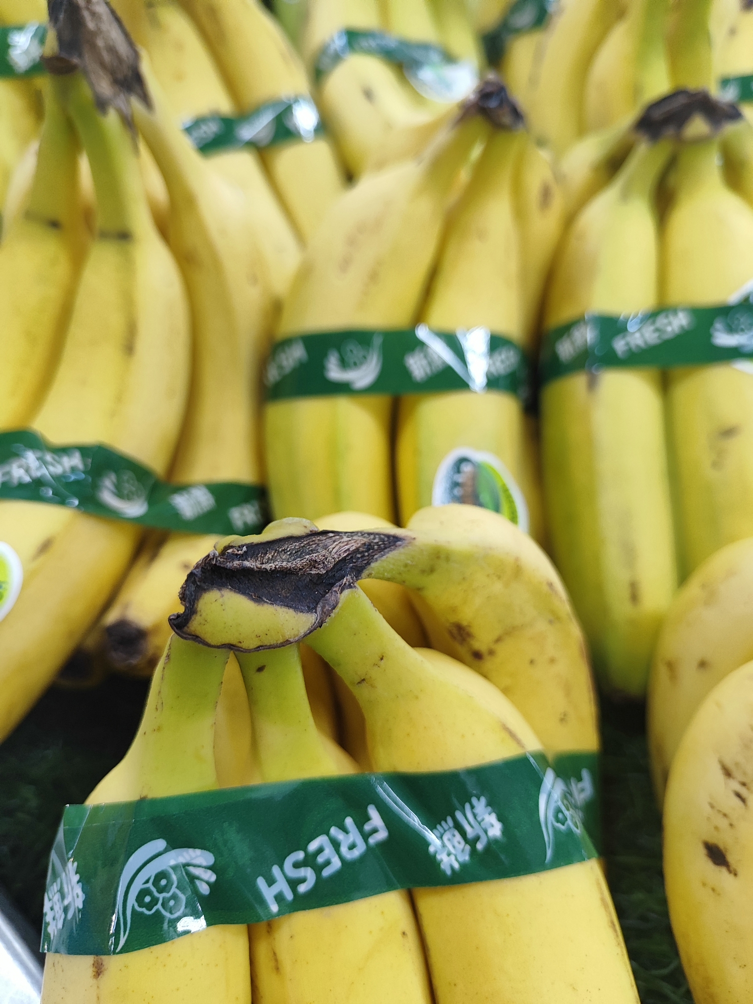 A close-up, low-angle shot shows a bunch of ripe, yellow bananas. Some bananas are tied together with green plastic bands imprinted with white text, including the word "FRESH". The bananas have brown spots, indicating ripeness. The background is blurred and appears to be a green surface, possibly grass or a display mat. The image captures a fruit display in a market, likely in Nangkaan, Indonesia.
