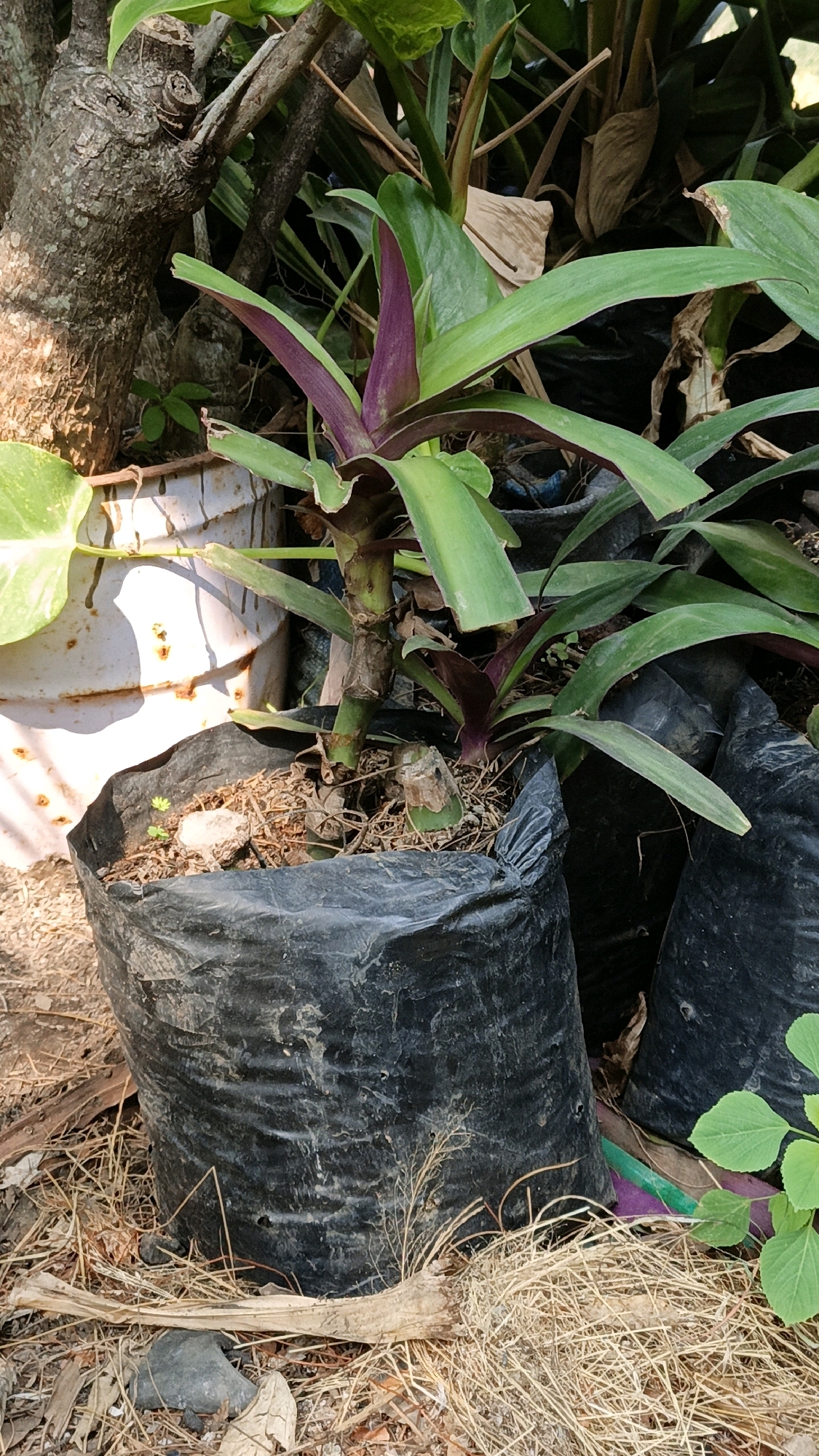 The image depicts an outdoor scene, likely a garden or yard, showing a plant in a black plastic pot. The plant has green leaves with some purplish hues at the base. Behind the potted plant, there are other plants and tree trunks. A white, weathered metal object is visible to the left. The ground is covered with dry leaves and straw-like material. The overall setting suggests a warm, possibly tropical climate. The location is identified as Cikal, Indonesia. There are no people or animals present in the image.