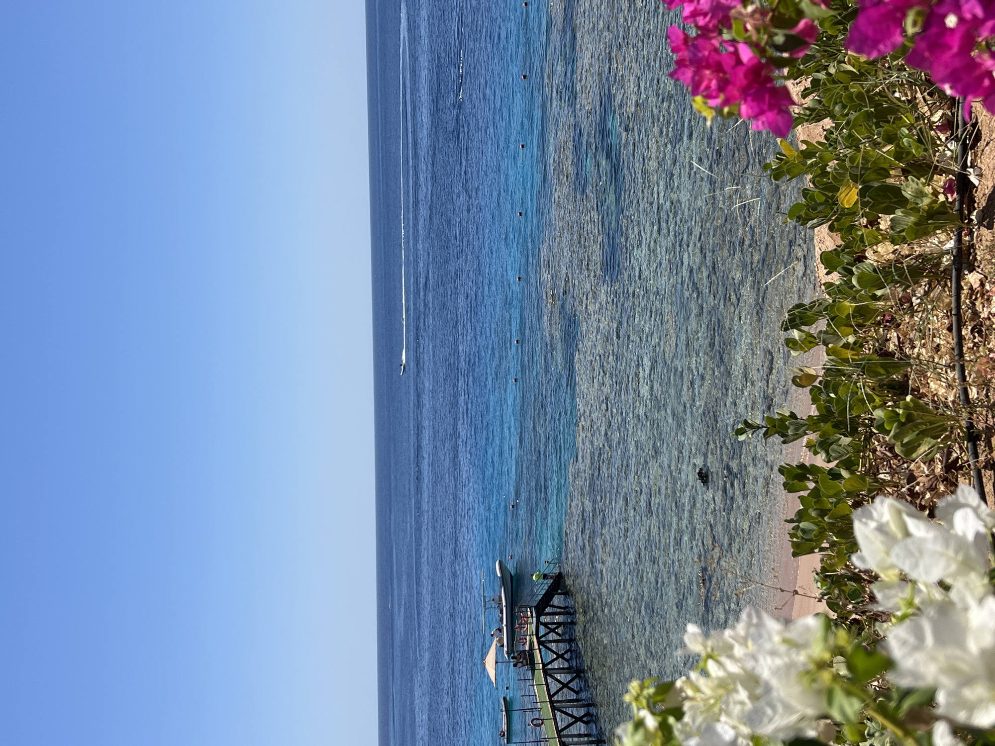 The image depicts a serene coastal scene, likely from Sharm El Sheikh, Egypt, on a clear, sunny day. In the foreground, vibrant pink and white bougainvillea flowers frame the view. Beyond the flowers, a small sandy beach gives way to shallow, crystal-clear turquoise water teeming with visible coral formations beneath the surface. A wooden pier extends into the ocean, with a white umbrella providing shade for a few people seated there. A white boat is docked at the end of the pier, and another smaller boat is moored to the left. Further out, the deeper blue ocean stretches to the horizon, where a distant white boat leaves a trail of white spray as it speeds across the water. The sky is a vast, unblemished expanse of light blue.
