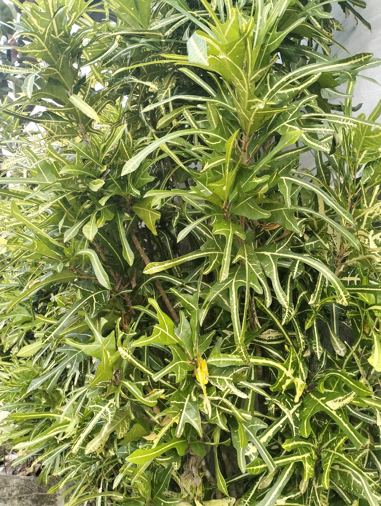 A close-up, eye-level shot shows the dense foliage of a variegated Croton plant. The leaves are elongated and lobed with a dominant green color, prominently streaked with creamy yellow veins and patches. Some leaves are more pointed, while others have a wavy or serrated edge. The texture appears somewhat leathery. The plant fills the entire frame, with branches and stems visible beneath the leaves, creating a lush, green canopy. In the lower left corner, a rough, gray concrete surface is visible, suggesting an outdoor urban setting, potentially a planter or border in Ndraso Hilisimaetano, Indonesia. The background consists of a plain, light-colored wall, likely a building exterior. There are no people or animals present.