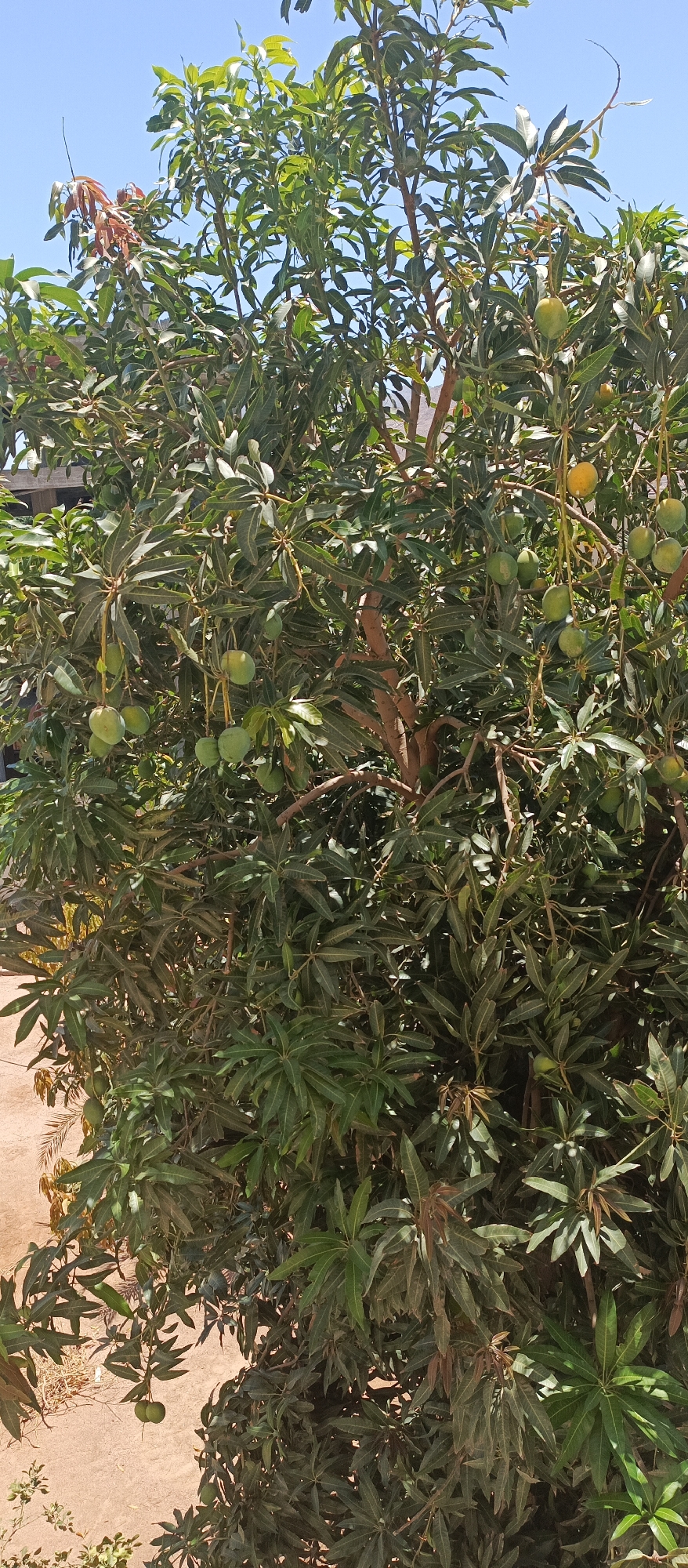 A full-frame vertical shot captures a mature mango tree laden with fruit. The tree, with its dense foliage of elongated, pointed green leaves, dominates the frame. Clusters of green, unripe mangoes hang from thin branches, some singly, some in small groups. The tree's rough, brown bark is visible on thicker branches. In the upper right and left corners, a sliver of bright blue sky is visible, suggesting it is a clear day. The ground beneath the tree is a sandy, light brown color, with some dried grass or leaves scattered. In the upper left, part of a building with a tiled roof is visible. This scene is located in Aqaba, Jordan, likely a residential area given the presence of a building adjacent to the tree. There are no people or animals visible in the image.