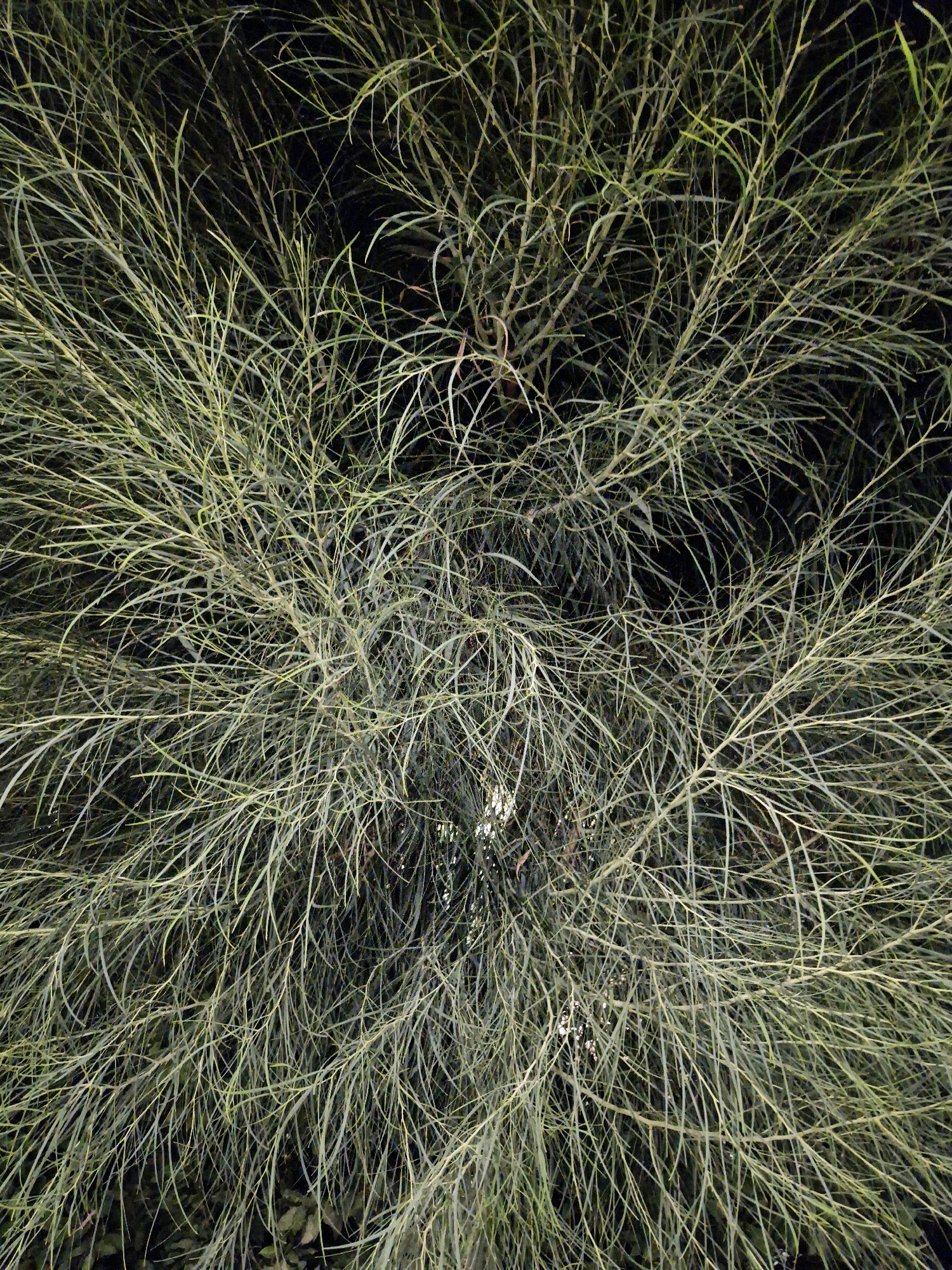 The image is a close-up, overhead shot of dense, green foliage, likely from a tree or shrub. The branches are thin and numerous, with long, slender leaves that create a textured, somewhat blurred effect due to the density and lighting. The background is dark, suggesting the image was taken at night or in a shaded area. There are no people or distinct objects visible, and no actions or interactions are depicted. The scene is purely botanical and abstract in its composition, focusing on the organic patterns of the plant. The provided metadata does not contain information about the location within the city of Taranto, Italy.