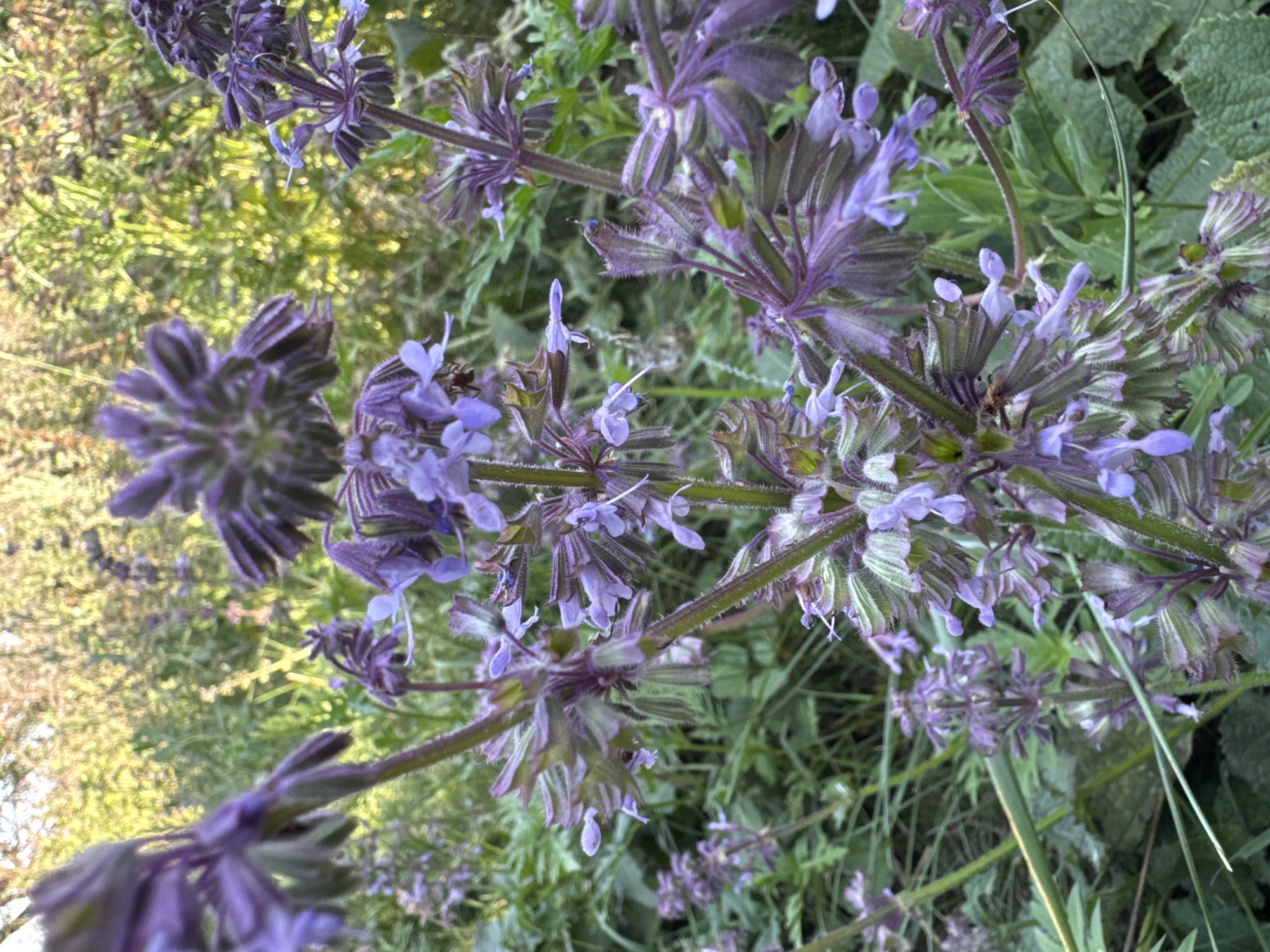 The image is a close-up, outdoor photograph of several blooming purple flowers with green stems and leaves. The flowers are clustered together on tall stems, with some individual blossoms visible. The background is softly blurred, showing more greenery and what appears to be foliage or trees in the distance, suggesting a natural or garden setting. The lighting indicates it might be daytime, possibly late afternoon due to the warm tones in the background. There are no people or discernible man-made objects in the frame. The photograph does not provide any information or visual cues to determine its specific location within Chervonyi Step, Ukraine.