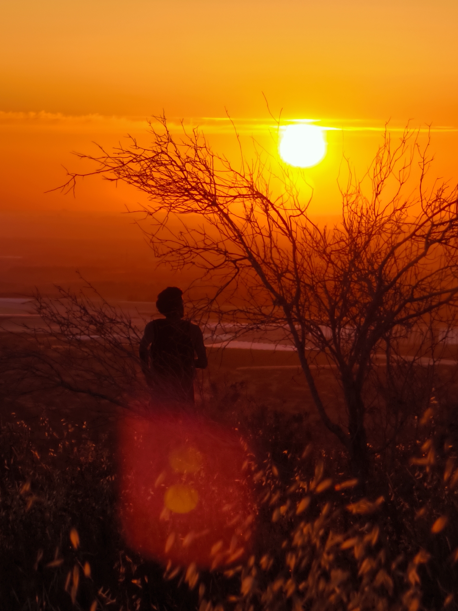 This vertical image depicts a sunset or sunrise scene over the Lachish Regional Council, Israel, characterized by a dominant palette of warm orange, red, and yellow hues. A brilliant, circular white sun, emitting a strong horizontal lens flare, is positioned high on the right side of the frame, near the upper horizon. The sky transitions from a bright yellow-orange near the sun to a deeper, more saturated orange and red towards the lower parts of the sky.
In the midground, the dark, intricate silhouette of a large, bare deciduous tree, featuring numerous slender branches, occupies the central and right portions of the frame. To the left of this prominent tree, a lone human figure stands in silhouette, facing away from the viewer and towards the setting sun. The figure, appearing to be an adult male with short hair or a hat, is partially obscured by smaller, similarly bare branches.
The distant background, below the horizon, reveals a hazy, reddish landscape that includes a distinct, lighter horizontal band, which may represent a distant body of water or a flat, light-colored plain. The immediate foreground is densely populated with the dark silhouettes of dry bushes and grasses. A prominent, large, circular, deep red lens flare, containing two brighter inner circles, is situated in the lower-left quadrant, partially illuminating some of the foreground foliage. The scene is strongly backlit, creating stark silhouettes against the brilliant sky.