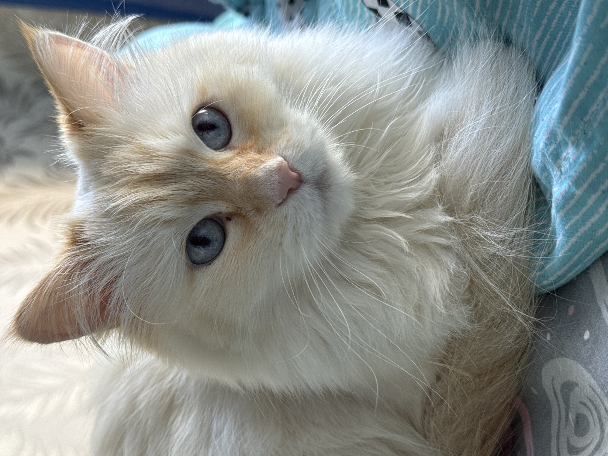 A close-up shot depicts a light-colored cat with blue eyes lying down. Its fur appears soft and fluffy, with subtle hints of cream or light brown near the ears and nose. The cat is positioned on what appears to be a patterned blanket or bedding with hints of blue and gray. The background is slightly blurred, but there is a visible striped blue fabric near the cat. The overall setting appears to be indoors, likely a home environment. There is no evidence in the image indicating the city of Chaikovsky, Russia.