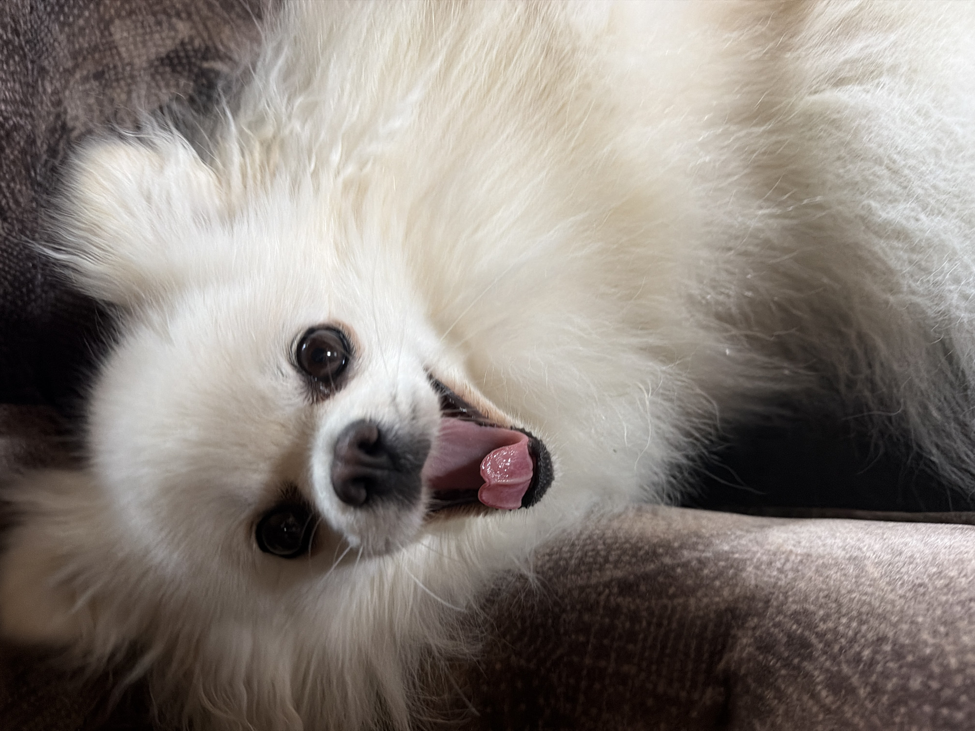 A close-up, high-angle, eye-level shot shows a fluffy, cream-colored dog with its mouth open in a yawn. The dog's tongue is a vibrant pink, and its black nose is prominent. The background consists of textured brown fabric, possibly upholstery. The dog's fur is soft and airy, framing its face and ears. The lighting is dim, creating shadows that emphasize the dog's features. The scene appears to be indoors, in a domestic setting within Папярнянскі сельскі Савет, Belarus.