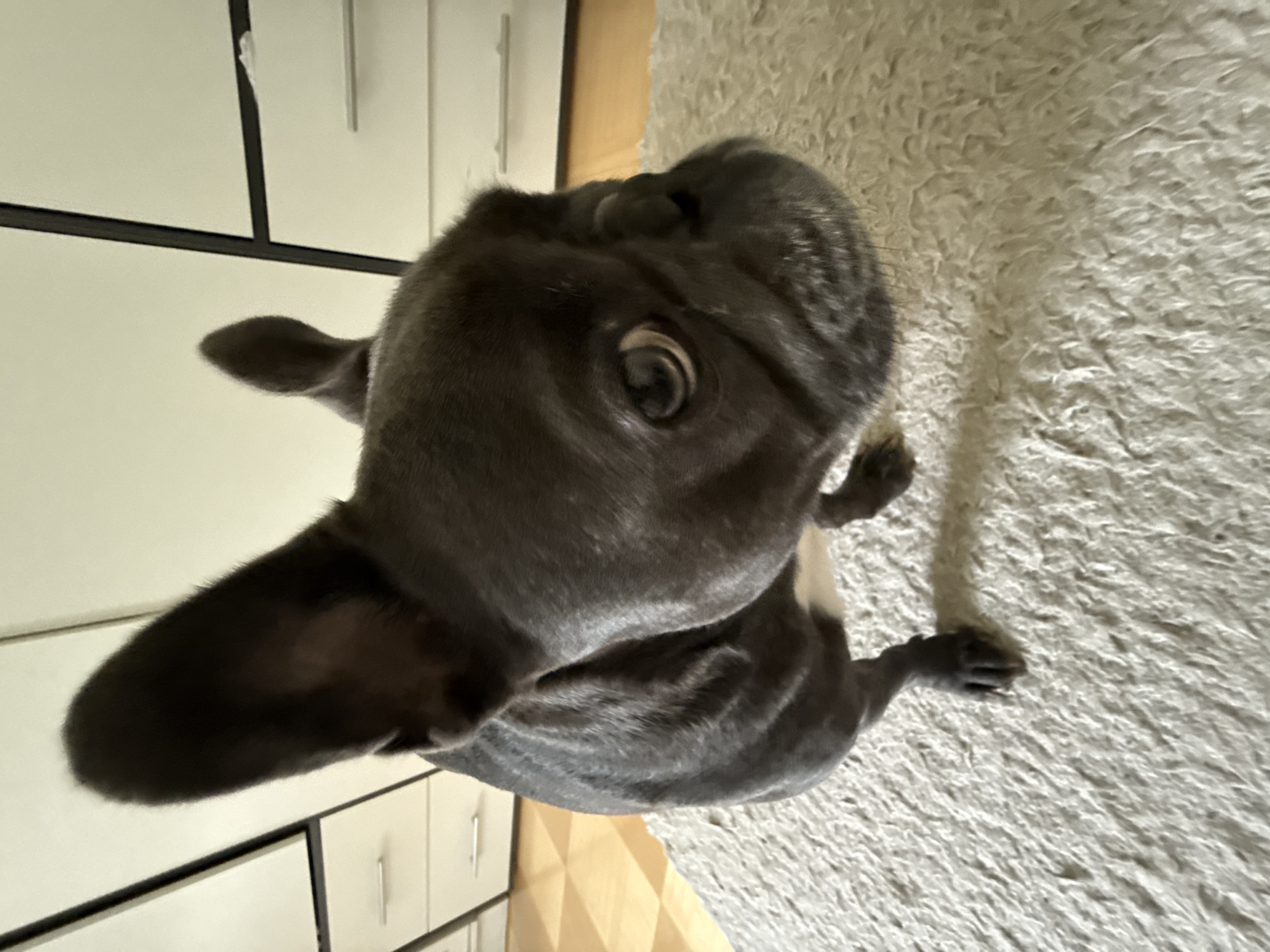 A close-up, eye-level shot captures a dark grey French Bulldog on a textured, light-colored rug. The dog's head is angled towards the right, with its large ears prominently displayed, one slightly lower than the other. The dog's right eye is clearly visible, reflecting light. Its snout is short and wrinkled, and some white hairs are visible around its muzzle. The background consists of white cabinets with subtle handles and a section of polished wooden flooring. This scene appears to be indoors, possibly in a domestic setting within the city of Bad Sachsa, Germany, though no specific landmarks confirm this location.
