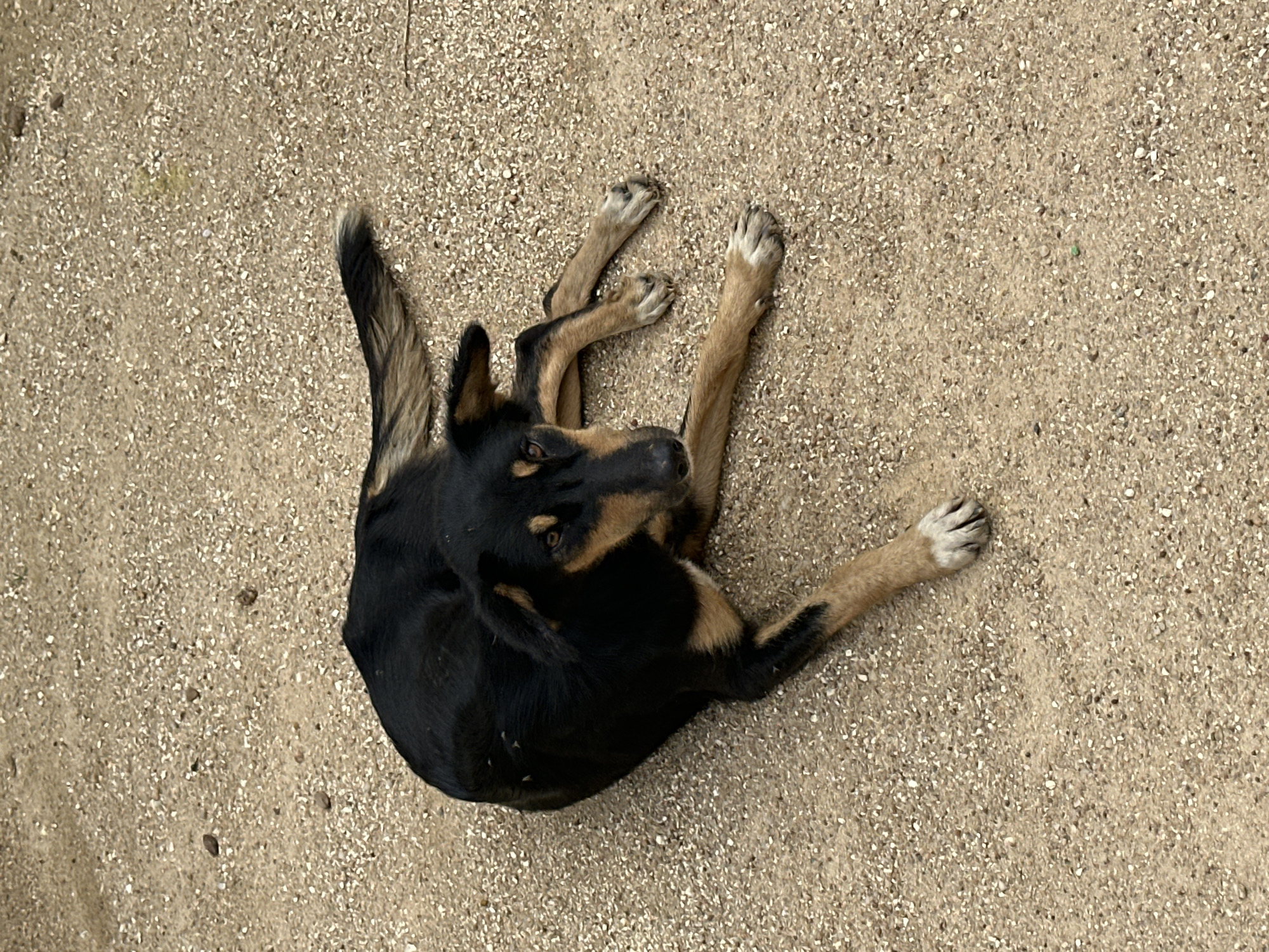 A medium-sized, black and tan dog lies on its side on a gravelly surface. The dog's fur is short, with black covering its back and neck, and tan markings on its face, chest, and legs. Its eyes are open, and it is looking towards the viewer. The dog's paws are resting on the ground, and its tail is curled behind it. The ground is composed of small, light-colored pebbles and dirt. The background is out of focus, but appears to be a continuation of the same gravelly surface. The scene is located on Rukuba Road, Nigeria.