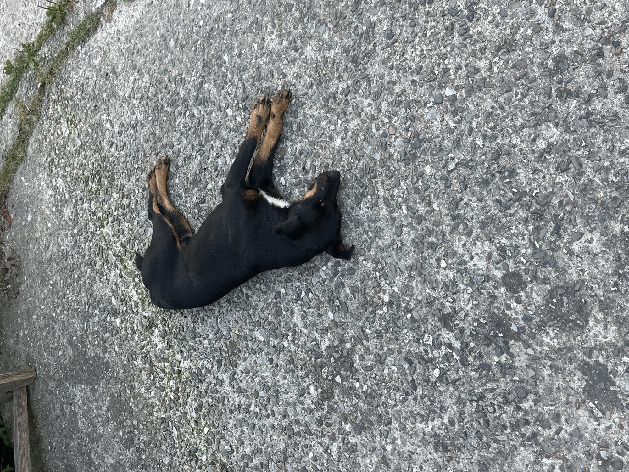 A black dog with tan markings is lying on its side on a rough, grey asphalt surface. The dog is curled on its left side, with its head turned to the right. Its paws are splayed out. In the background, a portion of a wooden structure and some green vegetation are visible. The scene appears to be outdoors, possibly on a street or pathway in the city of Bol'shoi Kichmai, Russia.