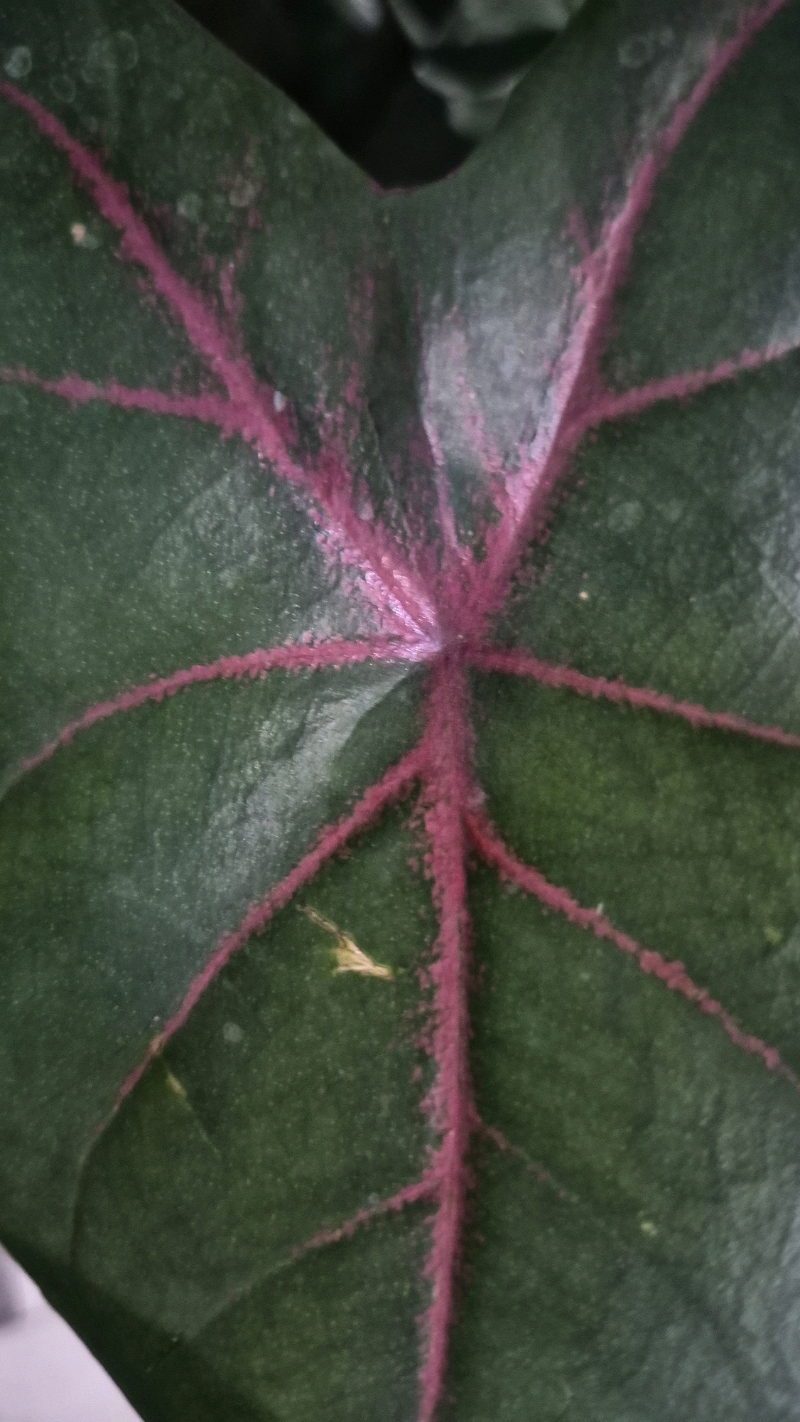 This is a close-up, eye-level, indoor shot of a dark green leaf with prominent pink veins. The leaf has a heart-like shape, with veins radiating from the center. The texture of the leaf appears slightly waxy, and there are small, light-colored specks scattered across its surface. The lighting is dim, creating shadows and highlighting the veins. The background is dark and out of focus, suggesting the leaf is part of a larger plant. There are no people or any indication of the specific location in Putak, Indonesia.