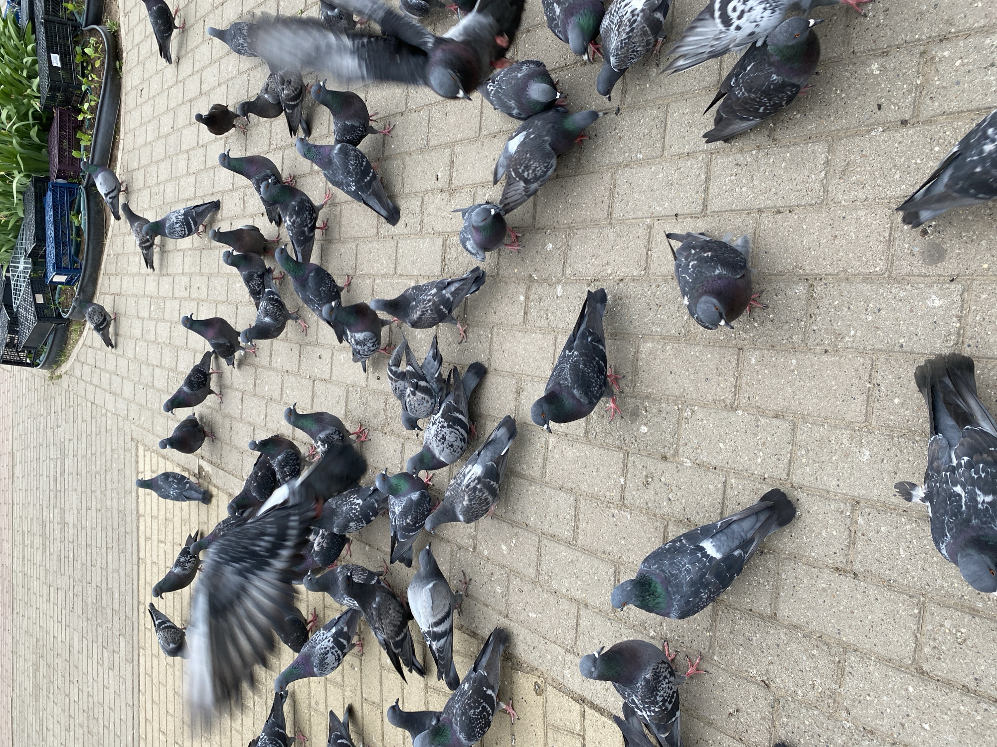 The image shows a large group of pigeons on a brick-paved surface. The birds are primarily grey with iridescent necks and some white and black markings. Some pigeons are standing still, while others are in motion, wings flapping, suggesting movement or flight. The scene is outdoors, and the brick pavers create a textured ground. In the top left corner of the image, a collection of dark crates with green plants are visible. The location is Chaikovsky, Russia.