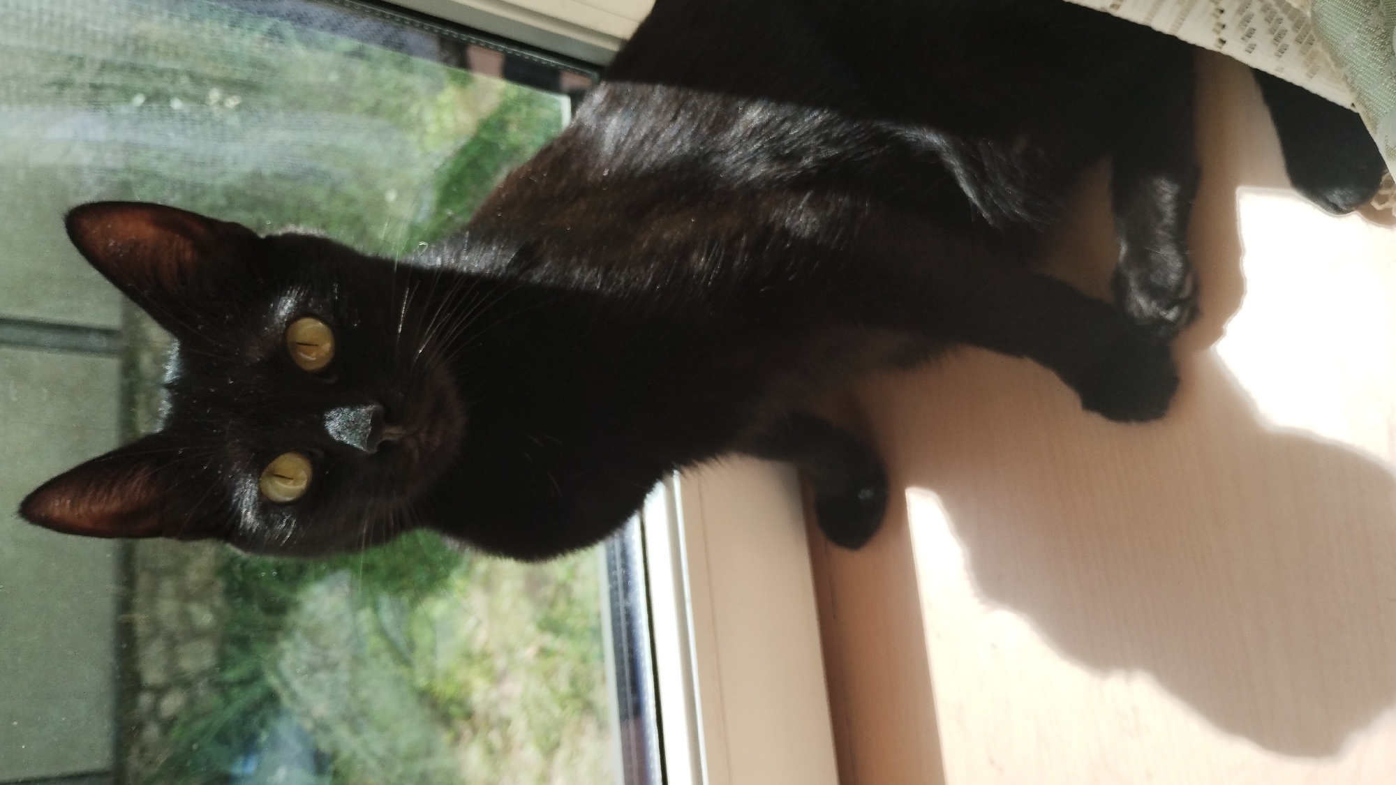 A black cat with yellow eyes sits on a wooden surface next to a window. The cat is in the foreground, facing the camera. The background shows greenery and the sunlit interior of a room. The scene is lit by sunlight streaming in from the window.